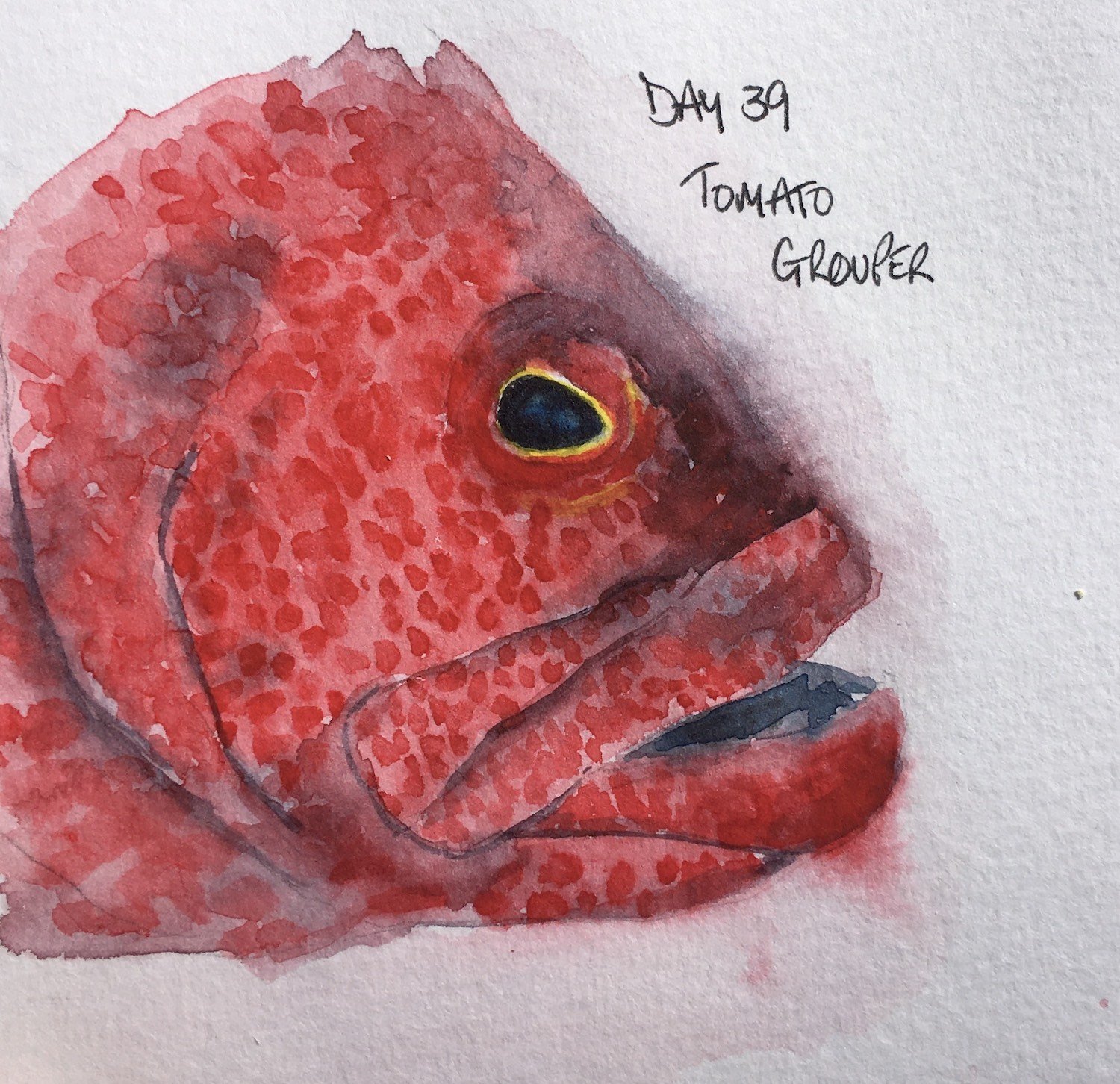 Tomato Grouper watercolour