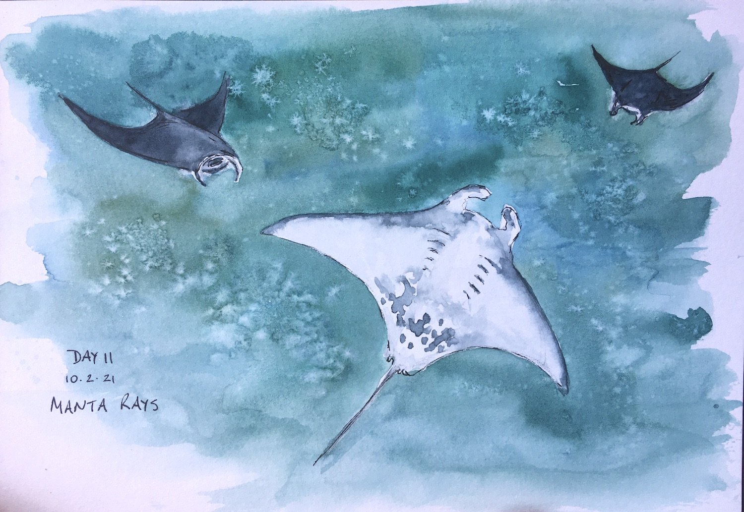 Manta Rays watercolour