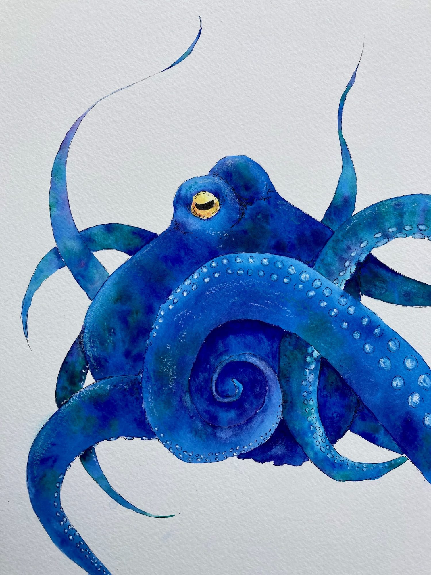 Octopus watercolour