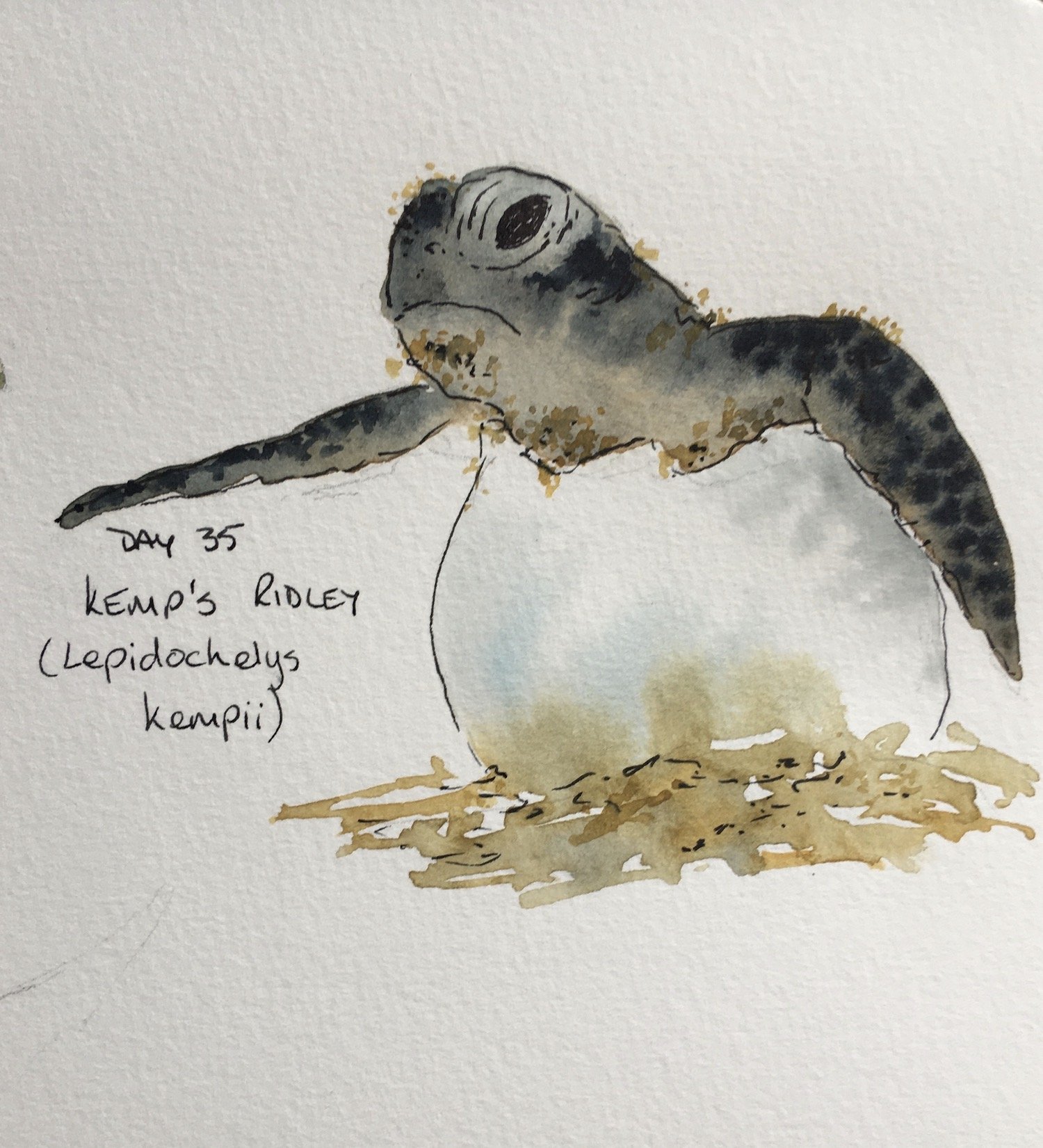 Baby Kemp's Ridley Turtle watercolour