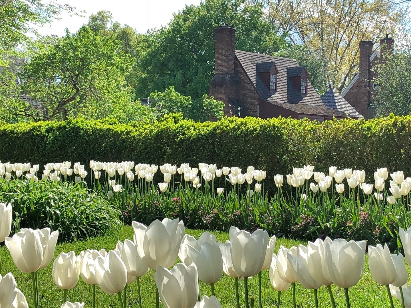 Hello everyone. It&rsquo;s Monday!  Spring in Virginia is absolutely beautiful . . There is nothing like it. Missing it just a little today. Hope you all have a great day. 
Best
Sheila 🌷
#spring #springtime #virginia #colonialwilliamsburg #gardenwee