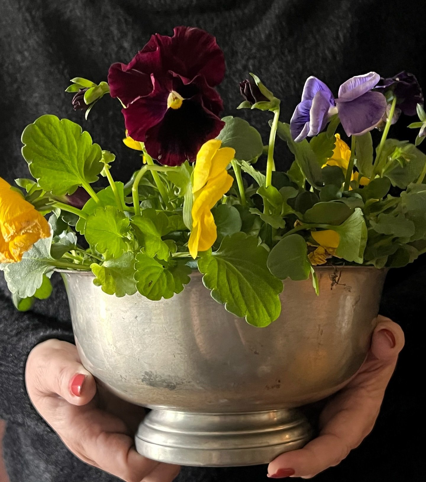 Pansies have arrived . . . springtime at HHM. Happy Sunday!
#pansies #springtime #planting #prettyflowers #pewter #historichomesmagazine #itsallinthedetails #springinnewengland
