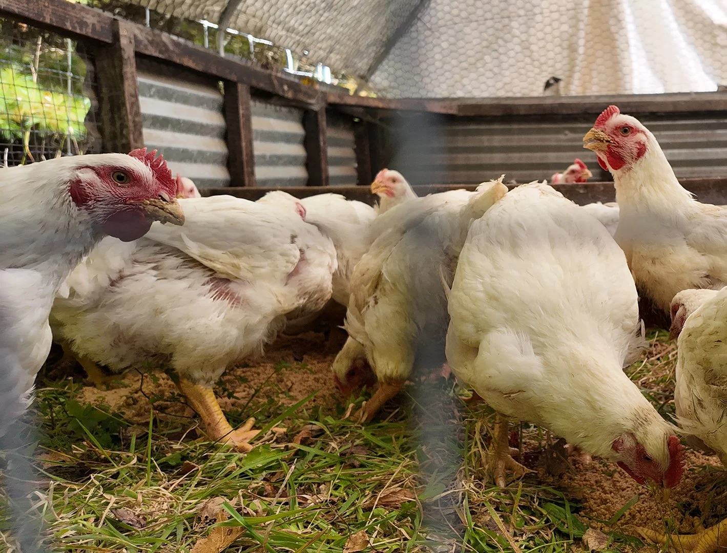 IG_11-30-25 Chickens.jpg