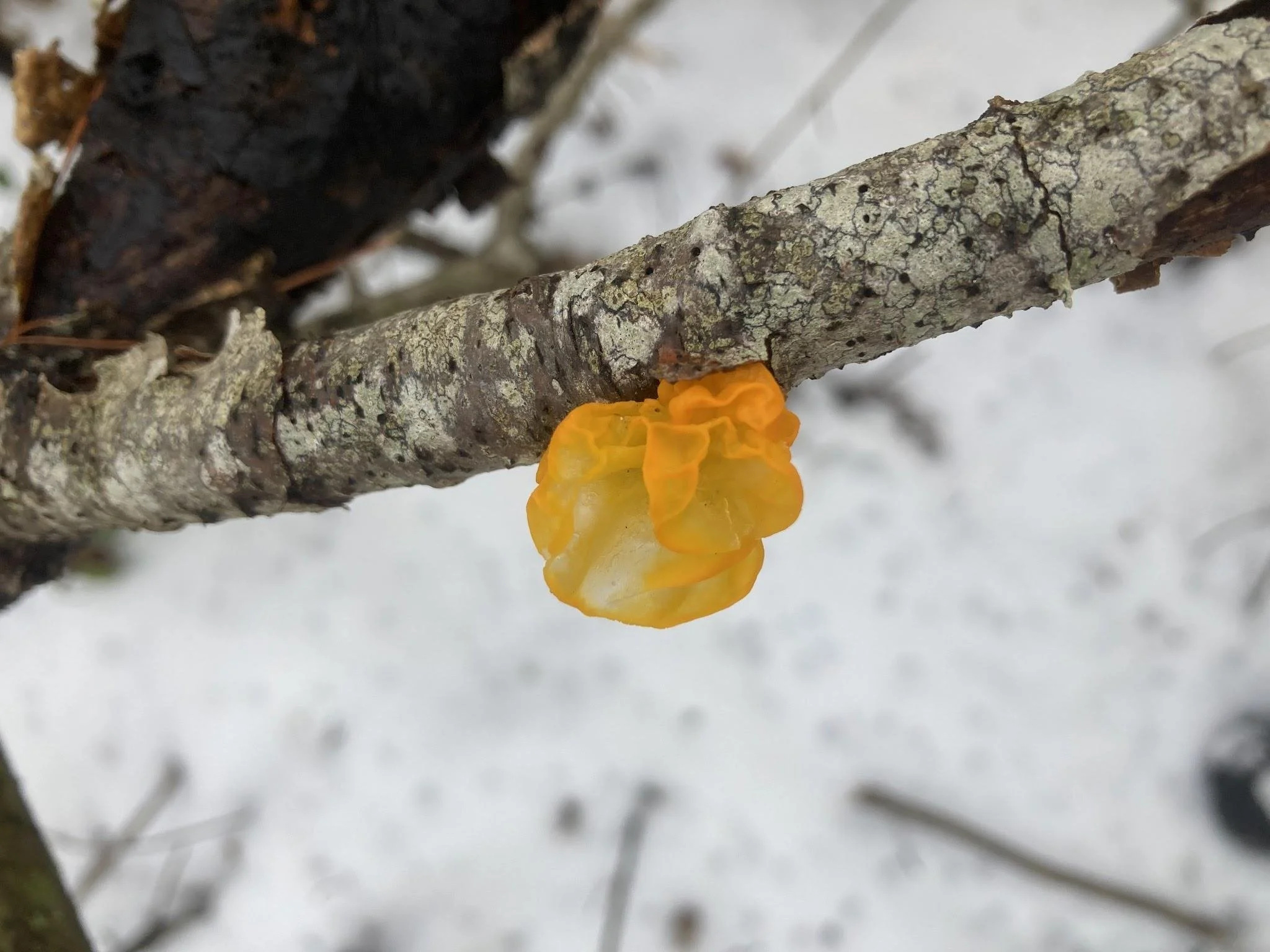 A Permaculture Principle Checklist: Winter Solstice Edition