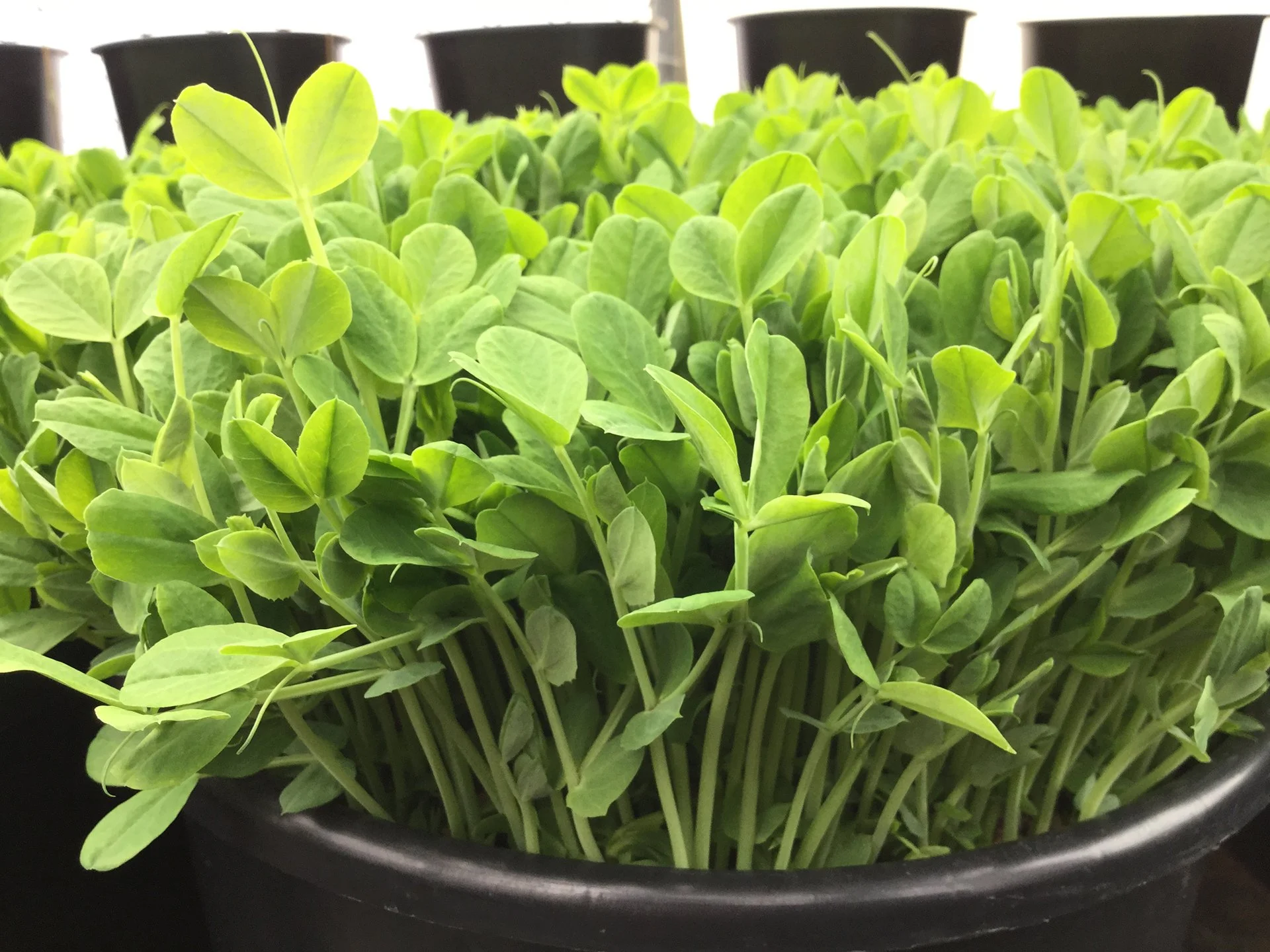 Tuesdays with Todd: Pop-Up Gardening