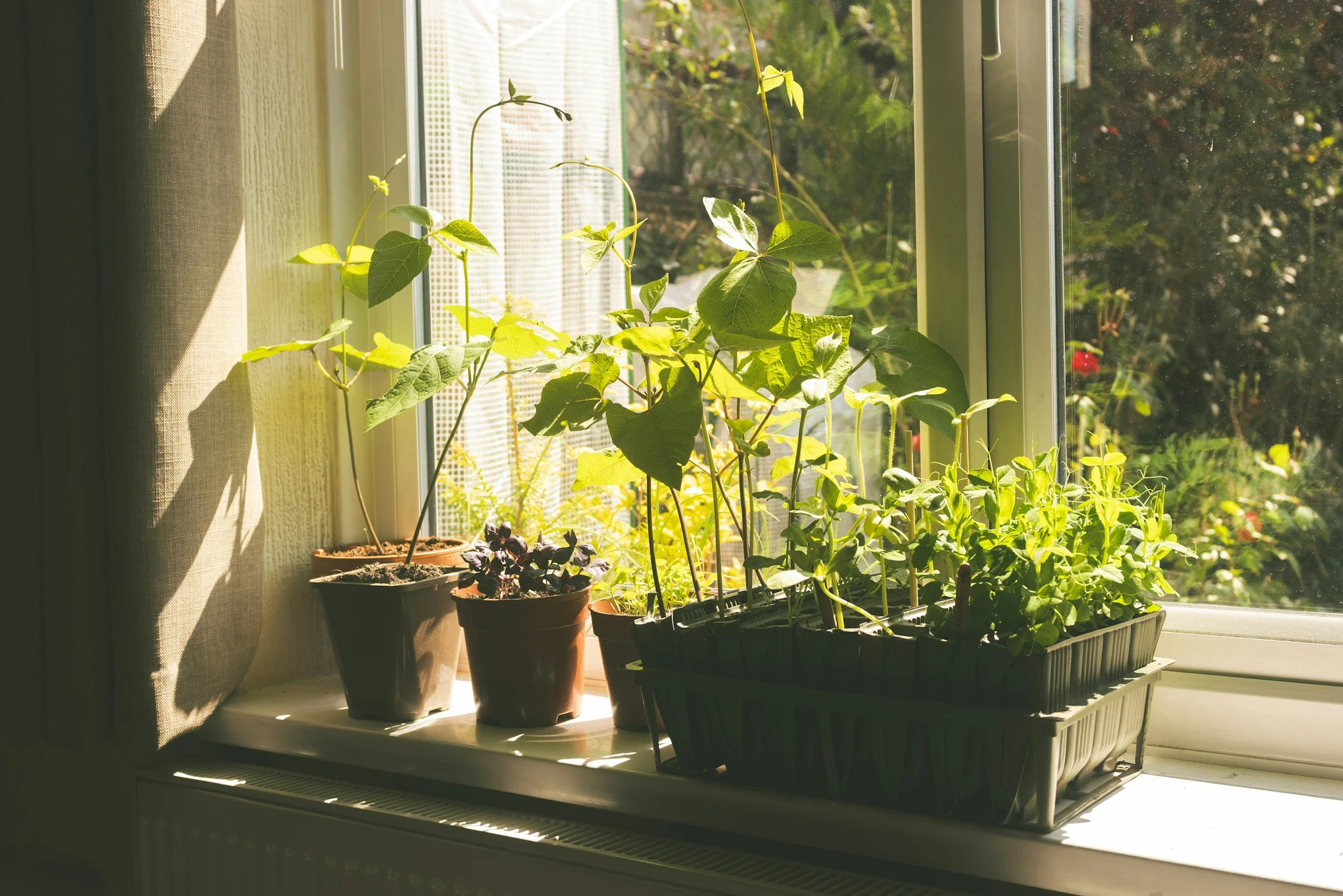 Windowsill gardening - pop-up gardening