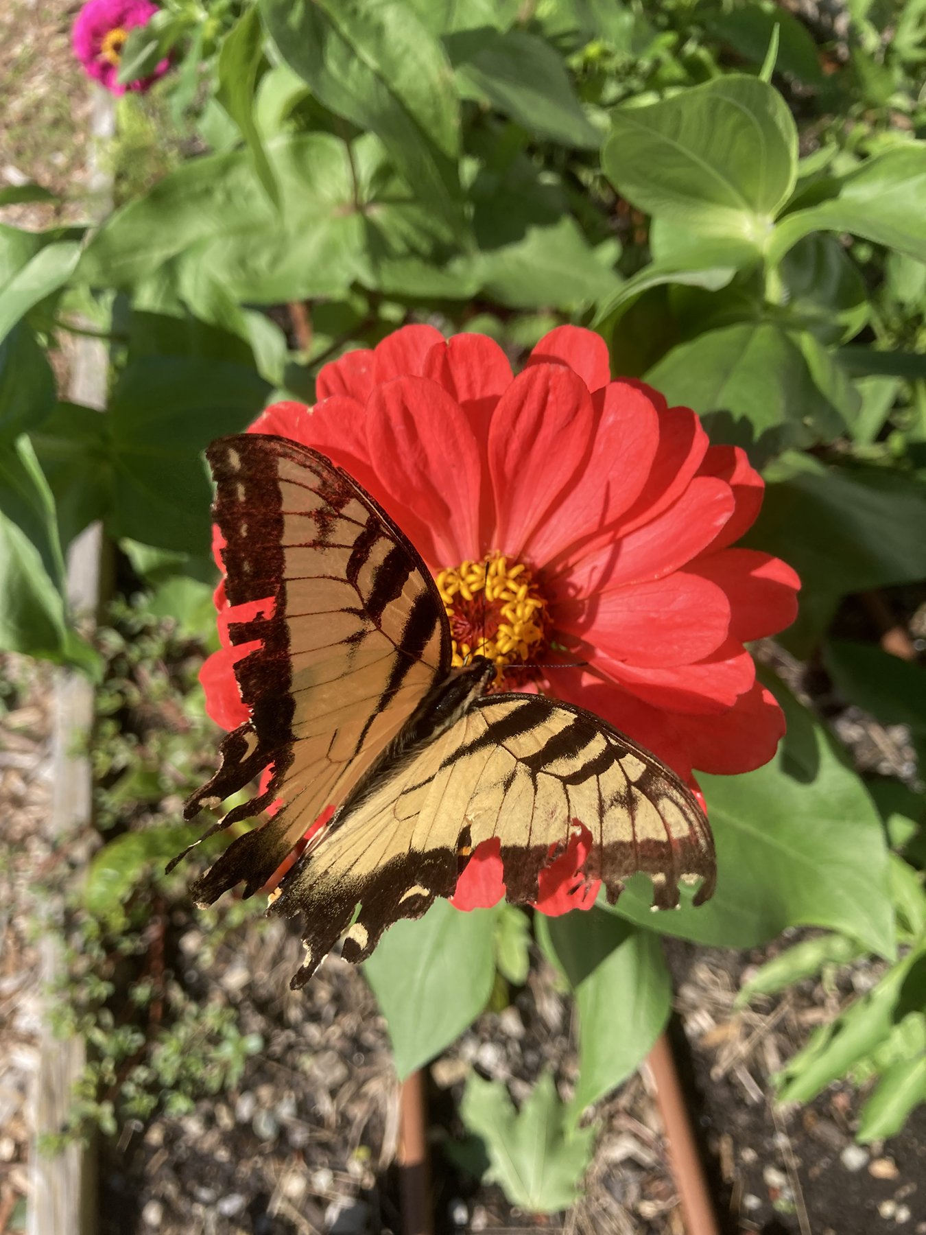 Sustainable Gardening at Holbrook Public Library