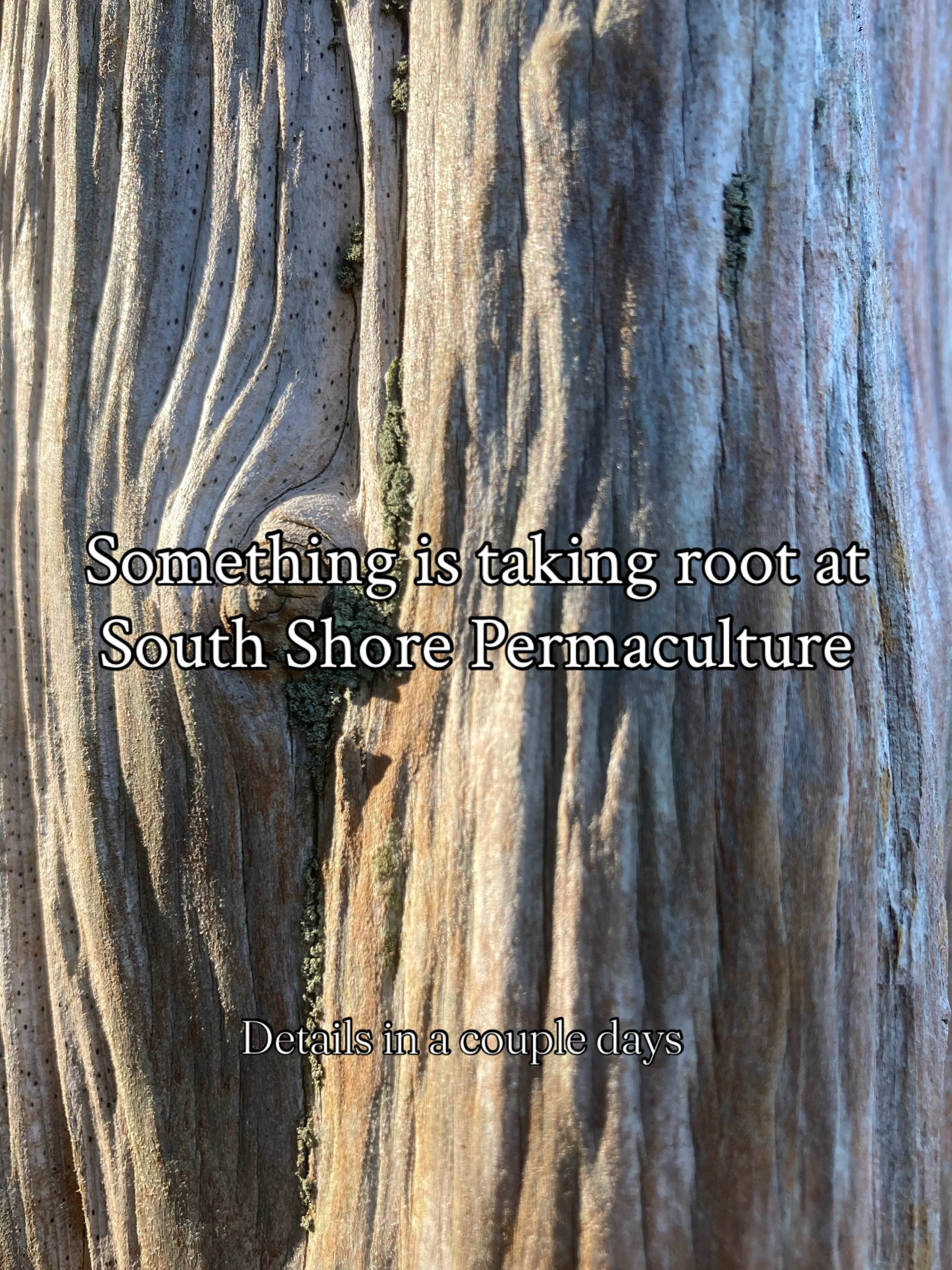 Something is taking root at South Shore Permaculture&hellip;more details in a couple days 🌳

#southshorepermaculture #community #southshorecommunity #sustainability