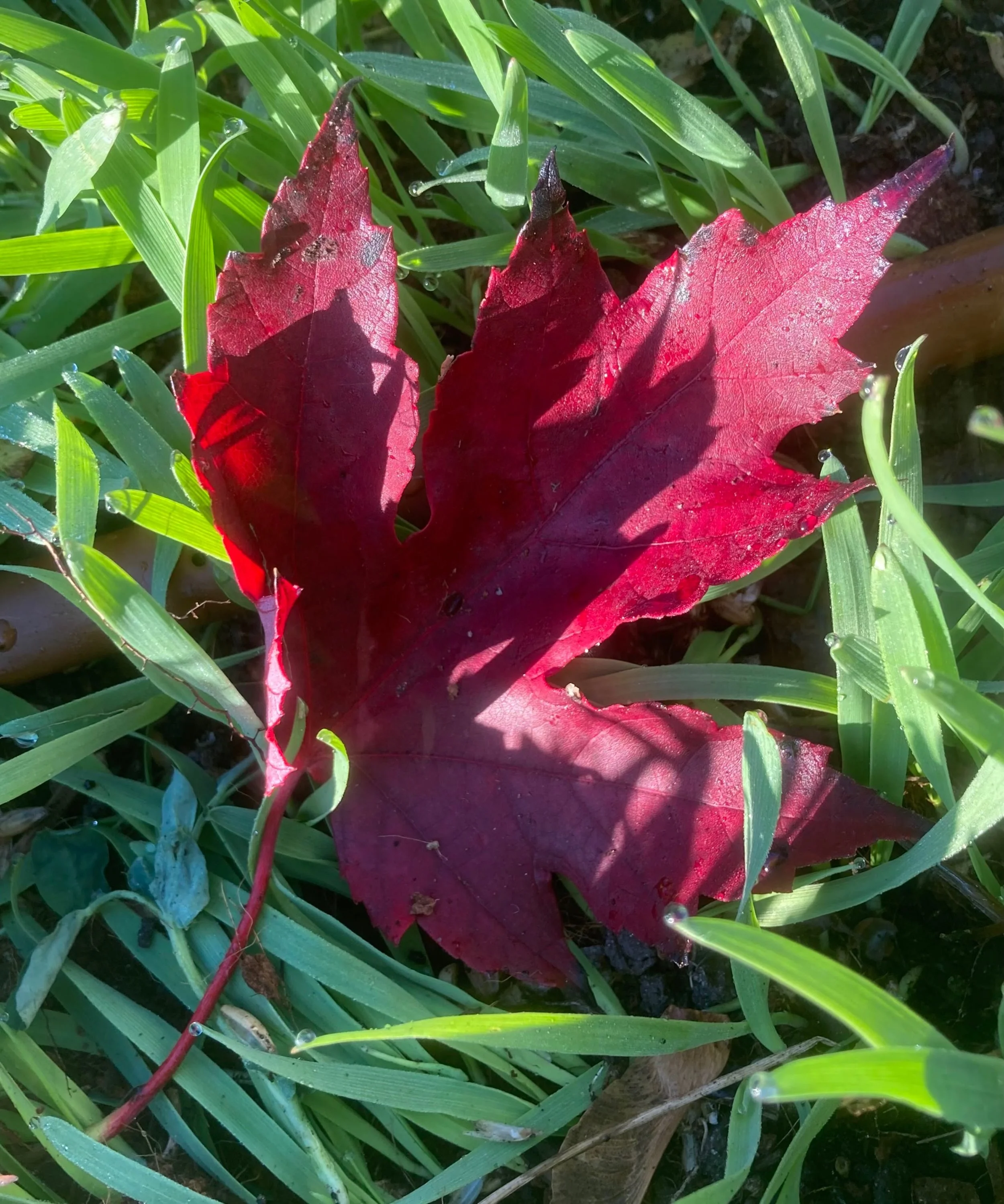 Is your garden ready for Fall? What about Winter? We know it may seem early, but trust us - you will be happy you have this knowledge now, so you&rsquo;re ready for the upcoming seasons...and even have a better garden come Spring! 

In this latest fr