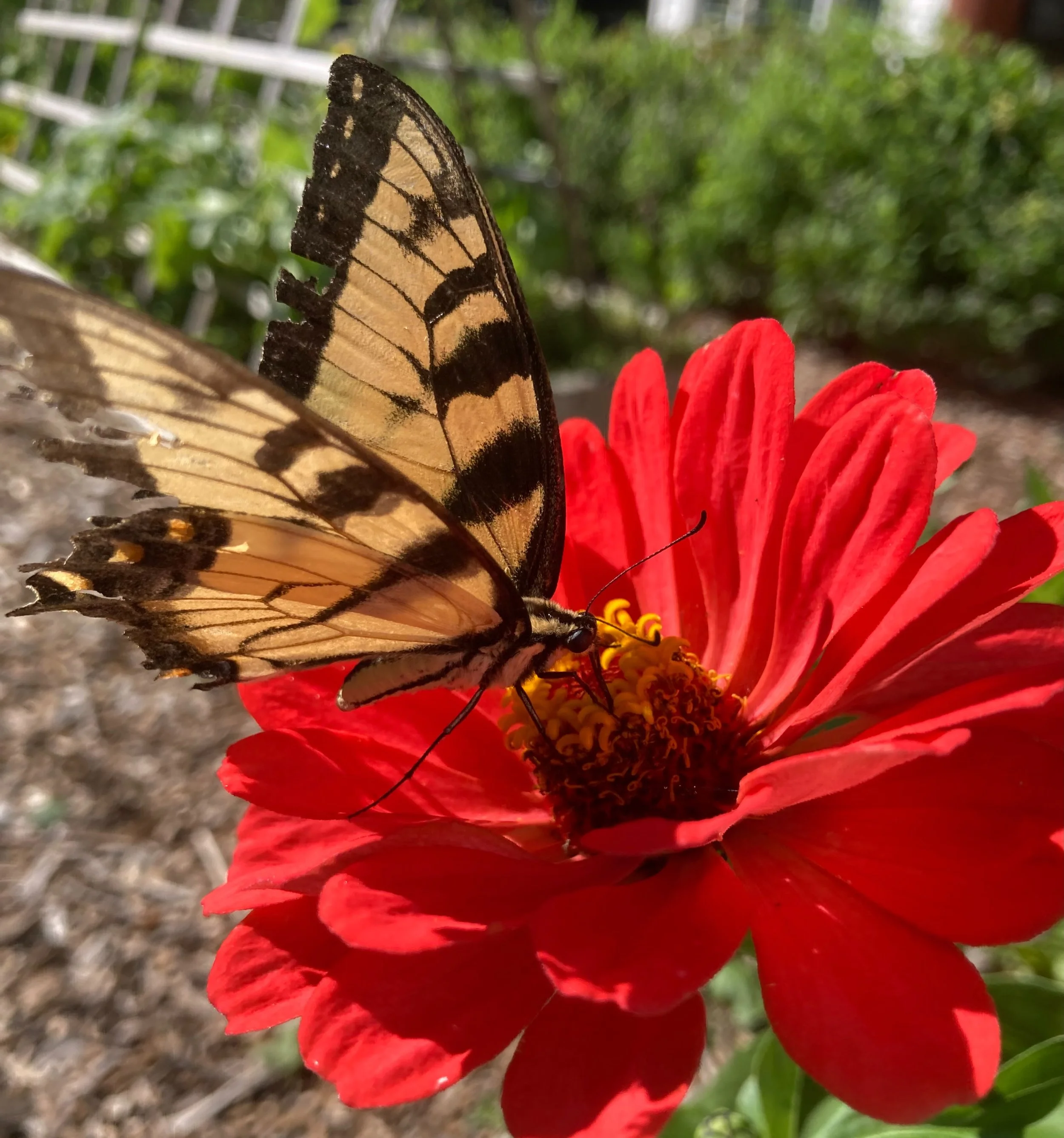 Ready or not, it&rsquo;s time to think about overwintering your garden!

Join Tuesdays with Todd tomorrow evening for part two of Fall Gardening where Todd shares his tips for what to clean up, what to leave (and why 🐝), how to collect &amp; save yo