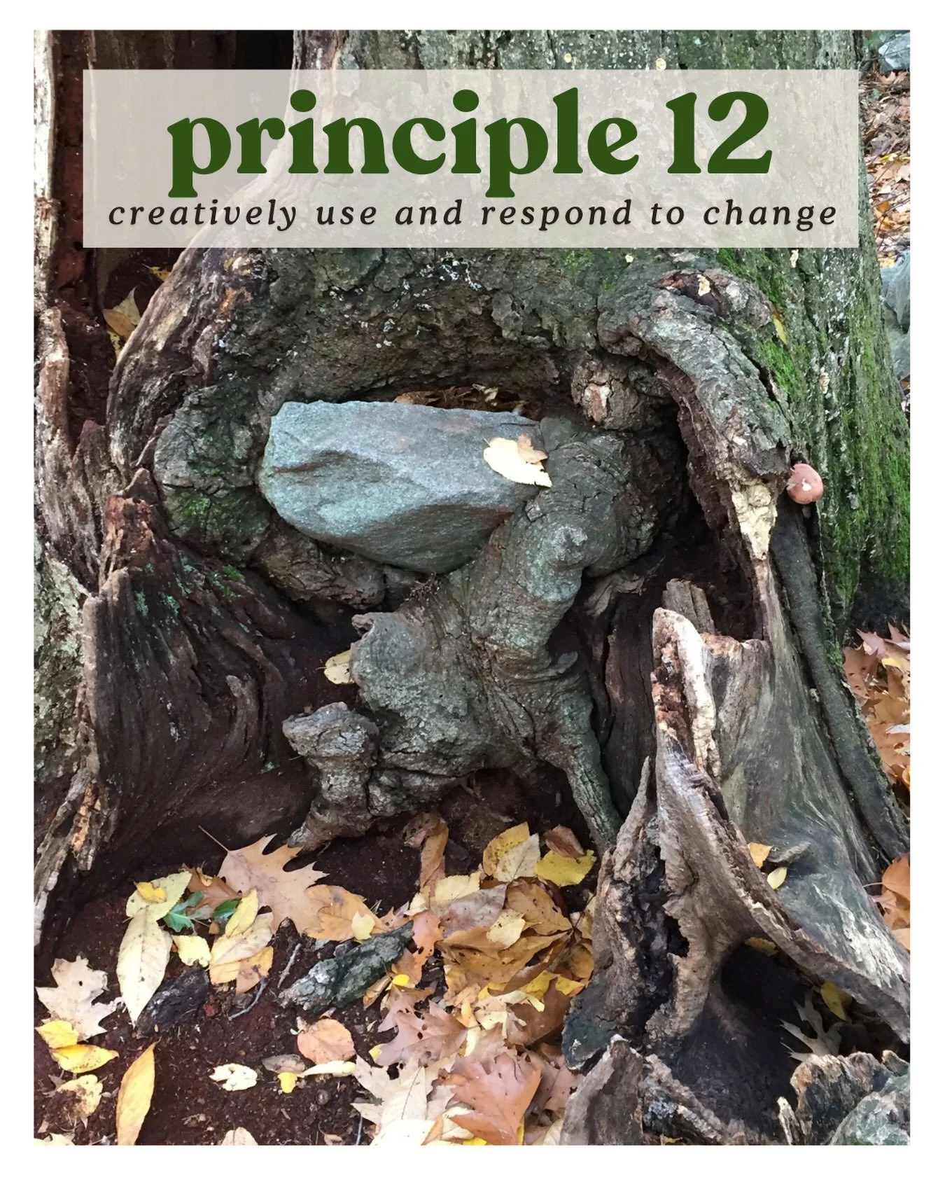 Permaculture Principle #12: Creatively use and respond to change.

Some principles of permaculture seem to apply more at different times of the year. Now that it&rsquo;s officially Autumn, we&rsquo;re thinking more about how we creatively use and res