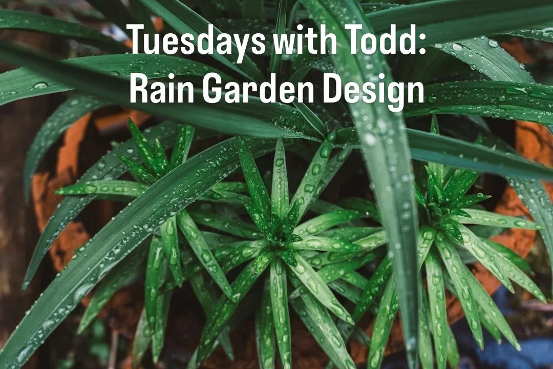 Perhaps these past few days have made some of us wonder what it would look like to have a garden that not just tolerates but thrives in wet conditions 💧

October&rsquo;s Tuesdays with Todd explores what you can do to create living, vibrant landscape