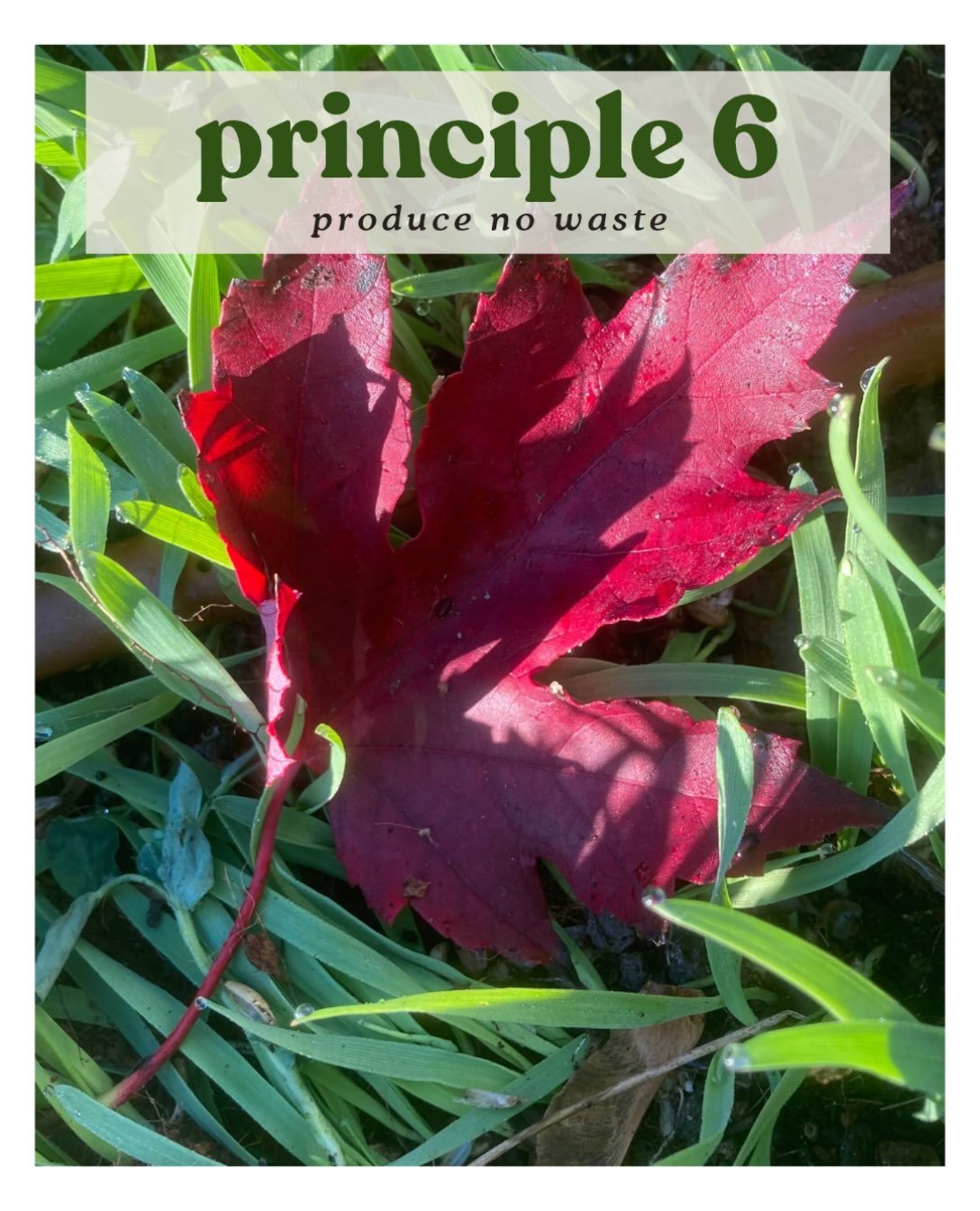 Permaculture Principle 6: Produce no waste. Value and make use of everything available so that nothing is truly discarded or wasted.

This principle has us thinking about pumpkins and leaves. The pumpkin you carved could be breakfast, lunch, and dinn