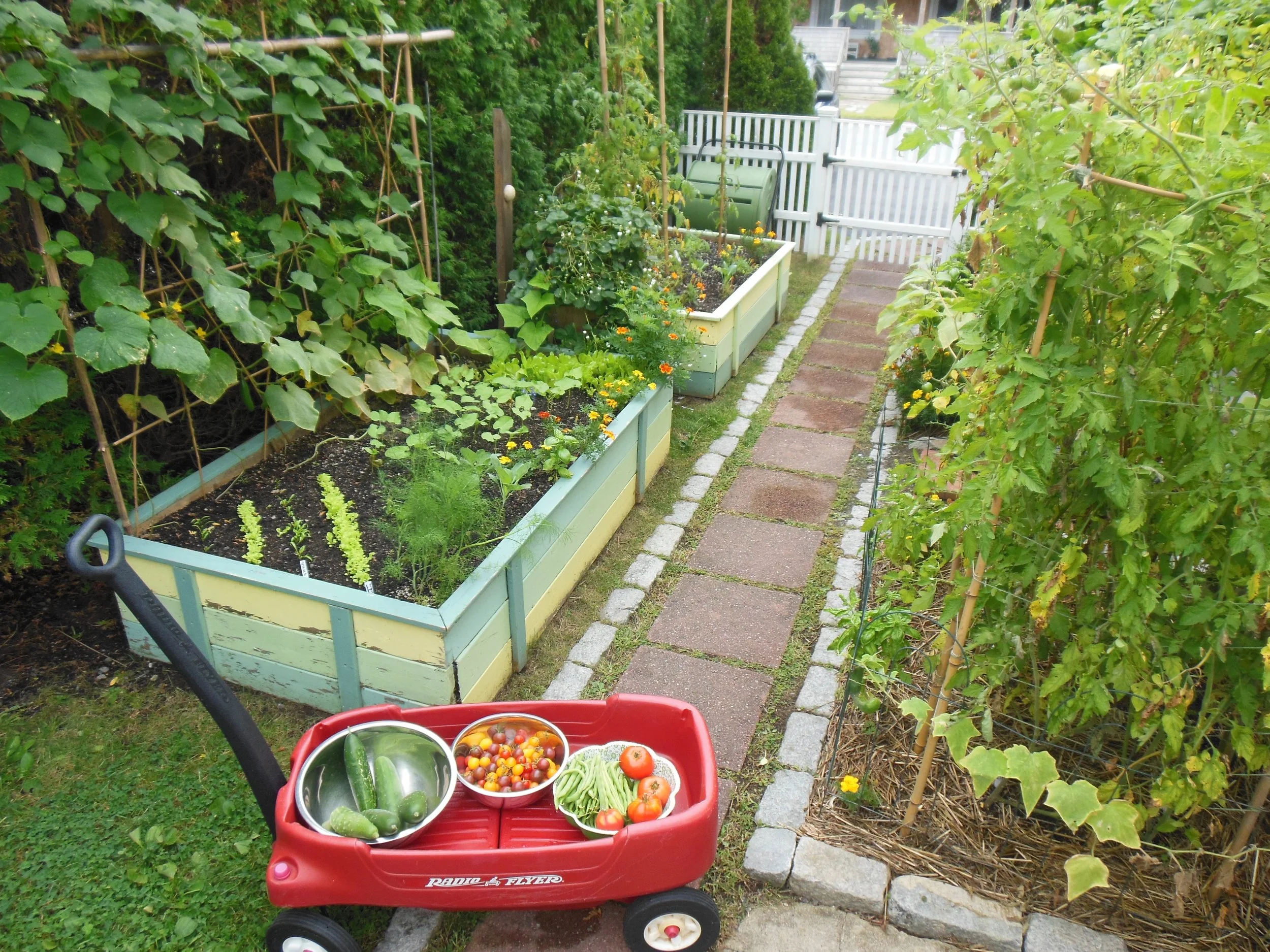 Backyard garden - practice permaculture in suburbia