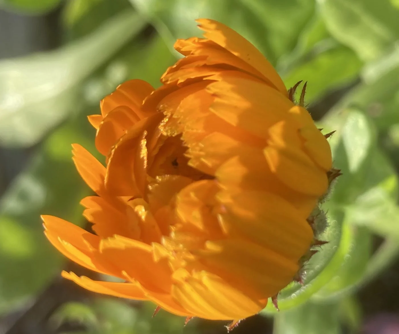 Free Online Garden Workshop: Fall Gardening