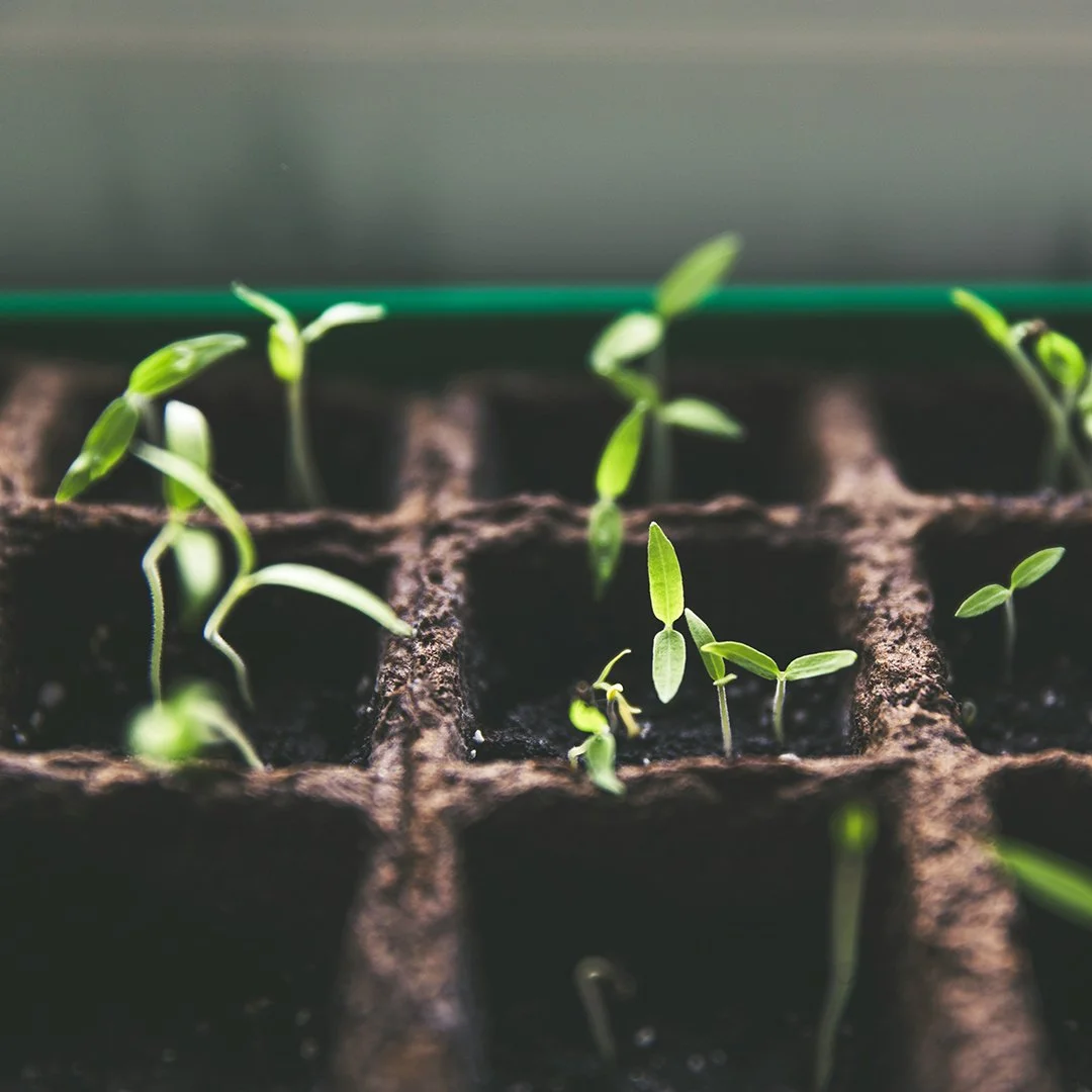 IG 11-28-25_seedling_markus-spiske-unsplash.jpg