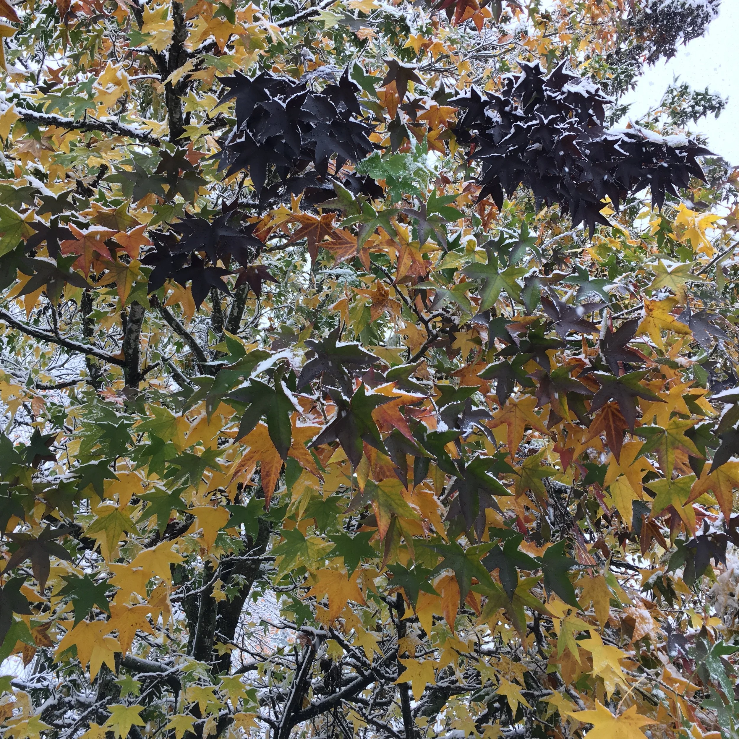 colorful winter leaves