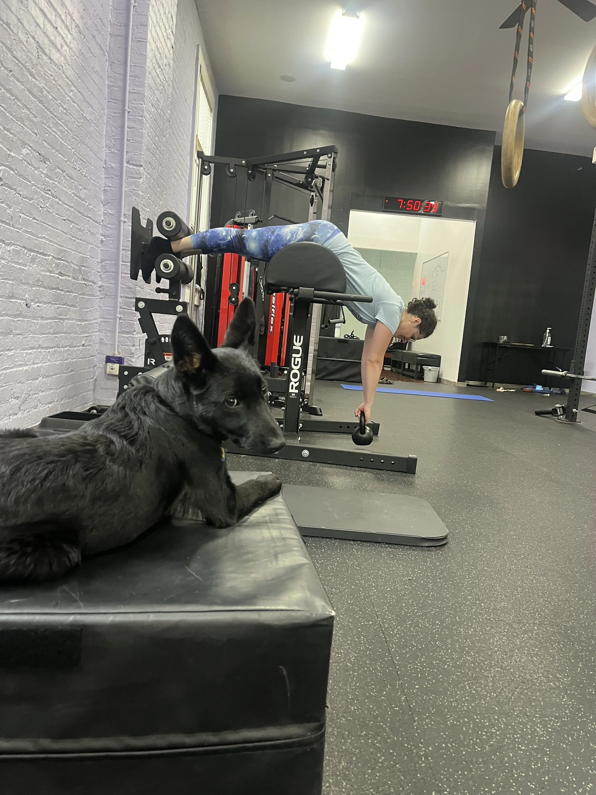 A woman in a gym performing a plank exercise while holding a kettlebell, with a large black dog lying on a bench in the foreground.