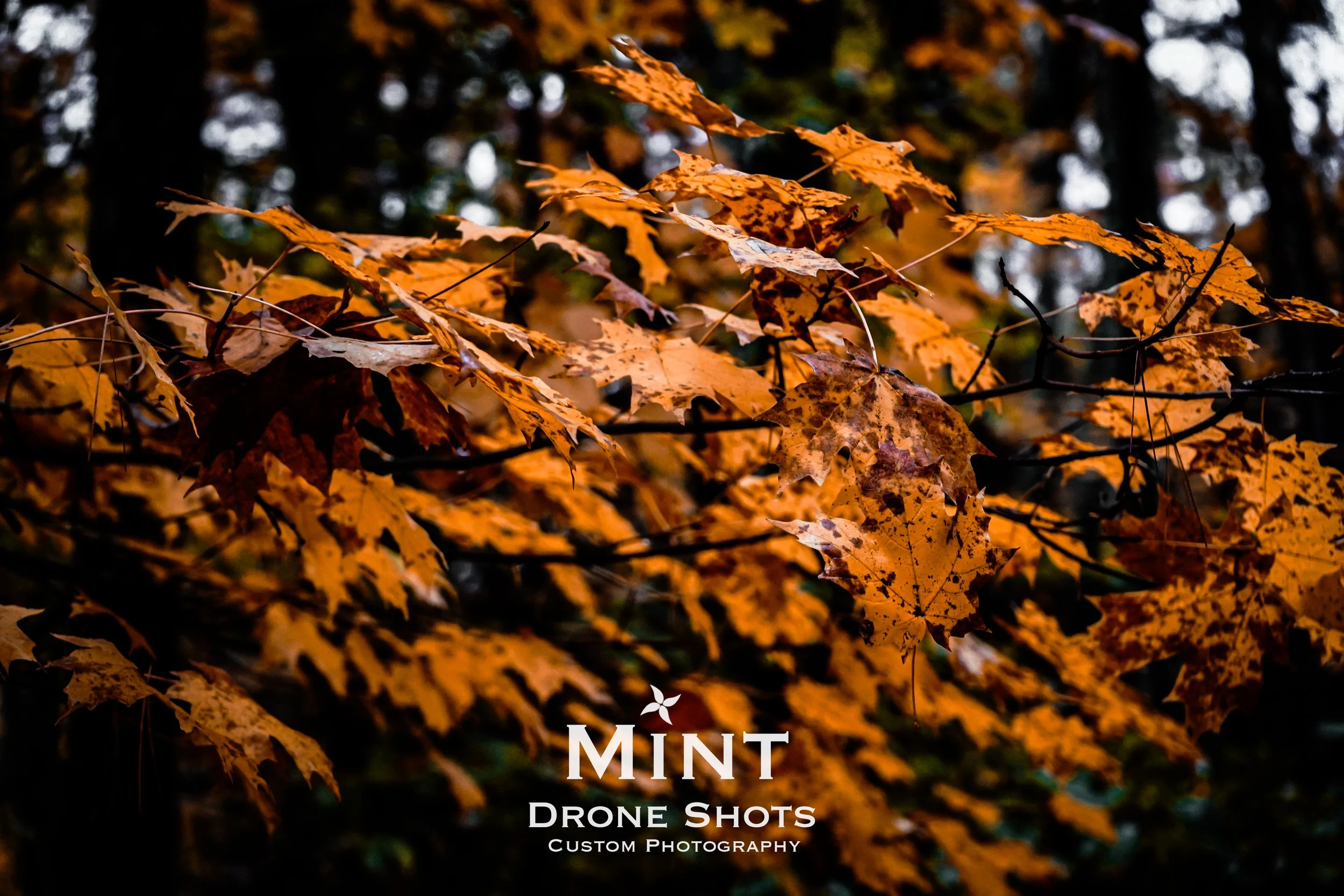 Autumn leaves on branches in a forest