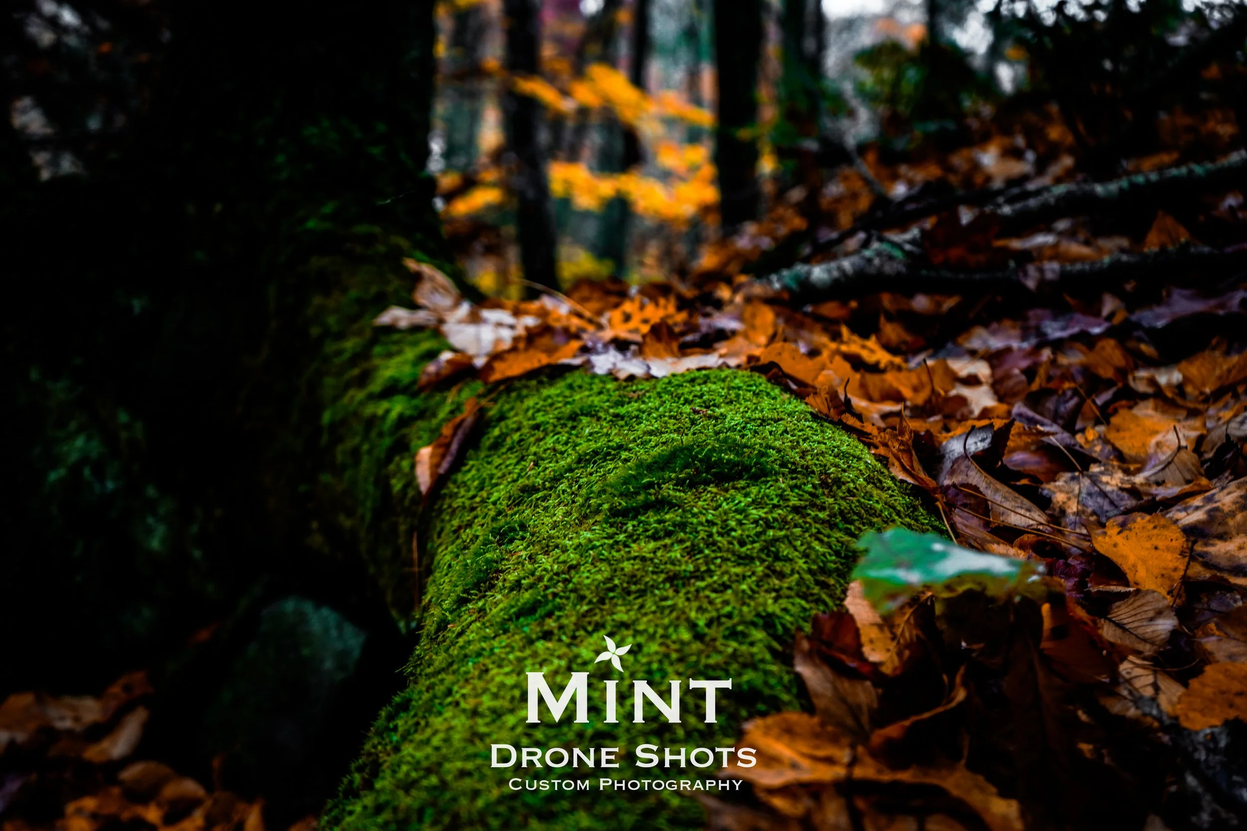 Moss-covered log in a forest with autumn leaves and blurred background.