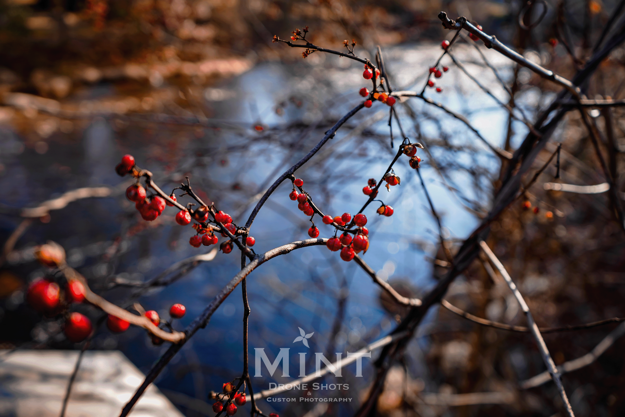 Close-up of branches with red berries in front of a blurred water background.