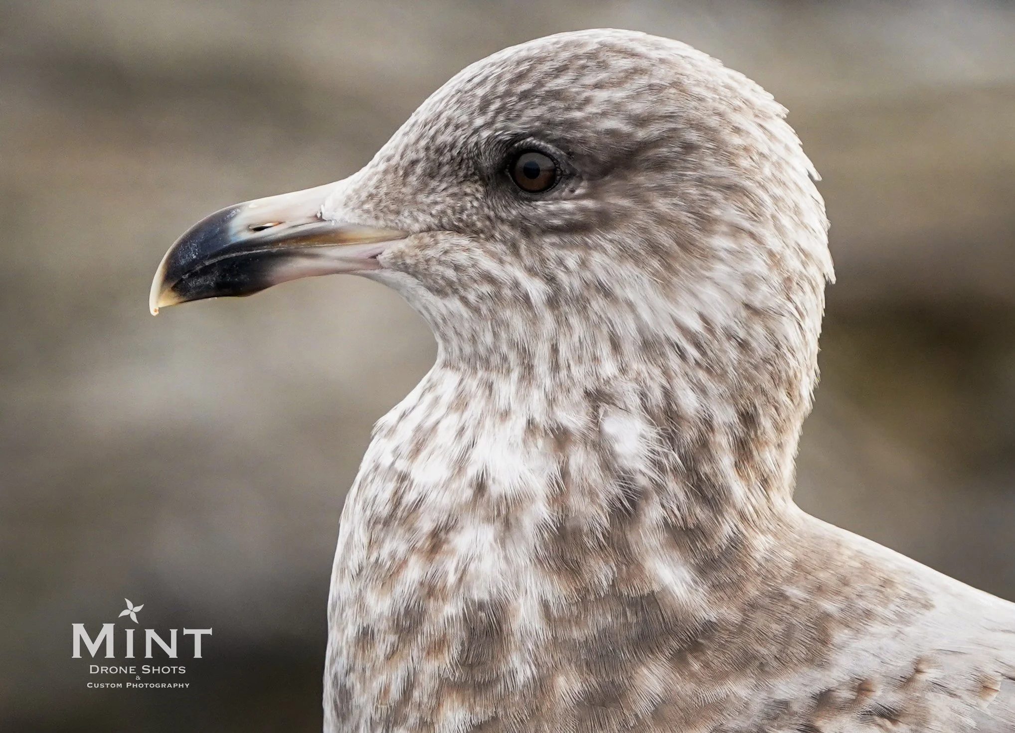 Close-up of a seagull with a gray and white speckled plumage, showing its profile and distinctive beak.
