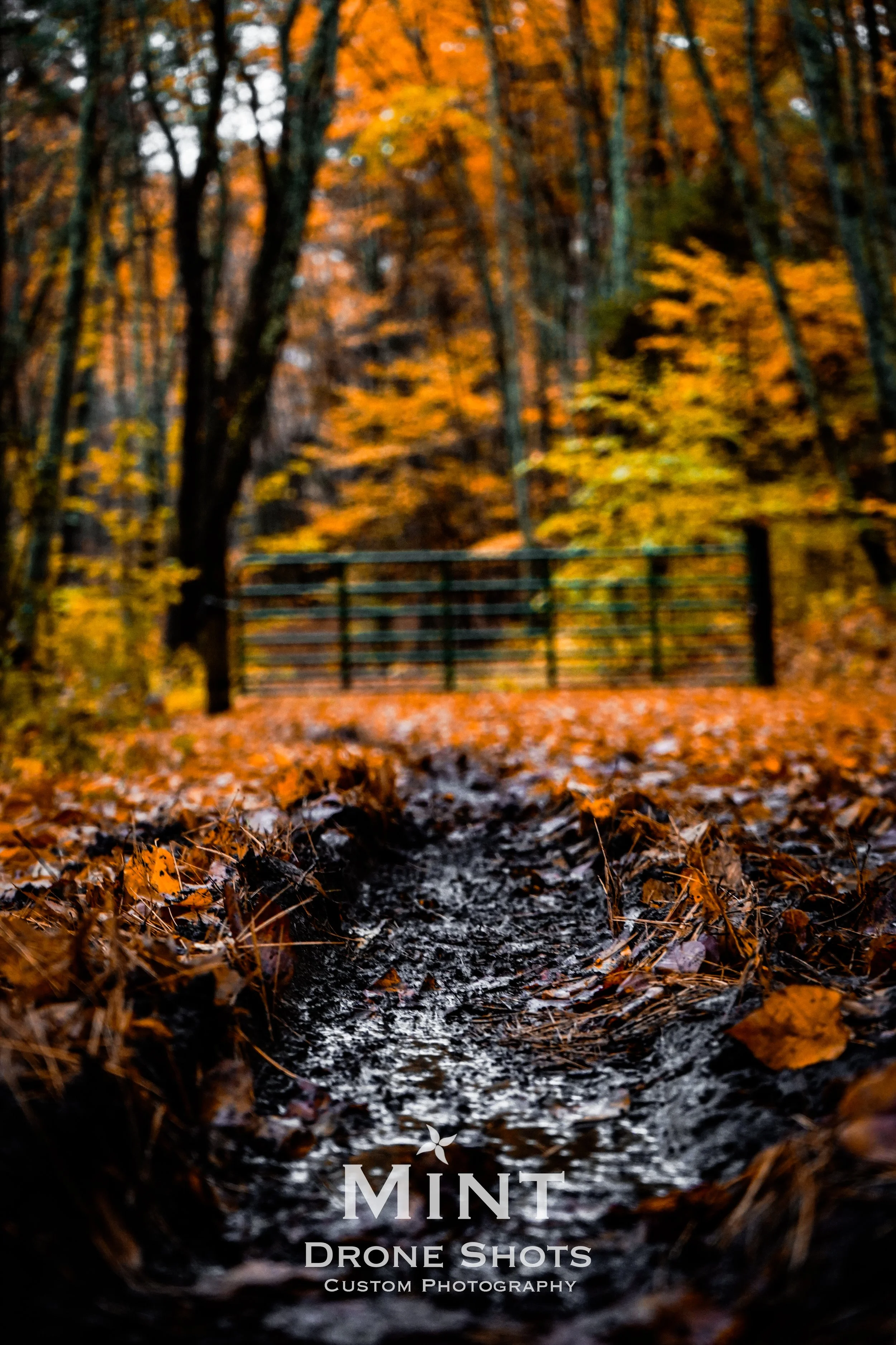 Muddy path in autumn forest with orange leaves and a metal gate in the background.