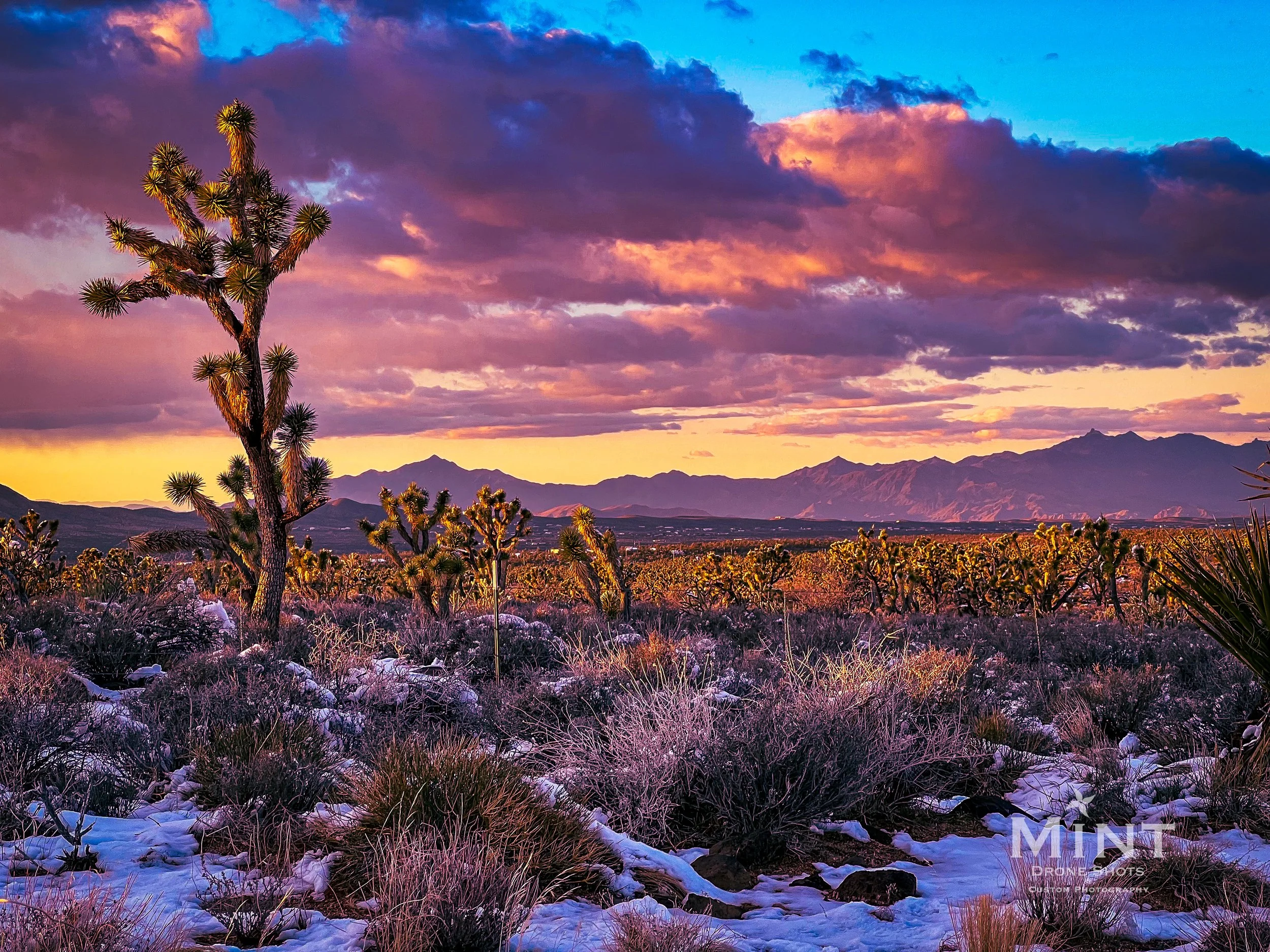 Scenic desert landscape with Joshua trees, mountainous horizon, and sunset sky.