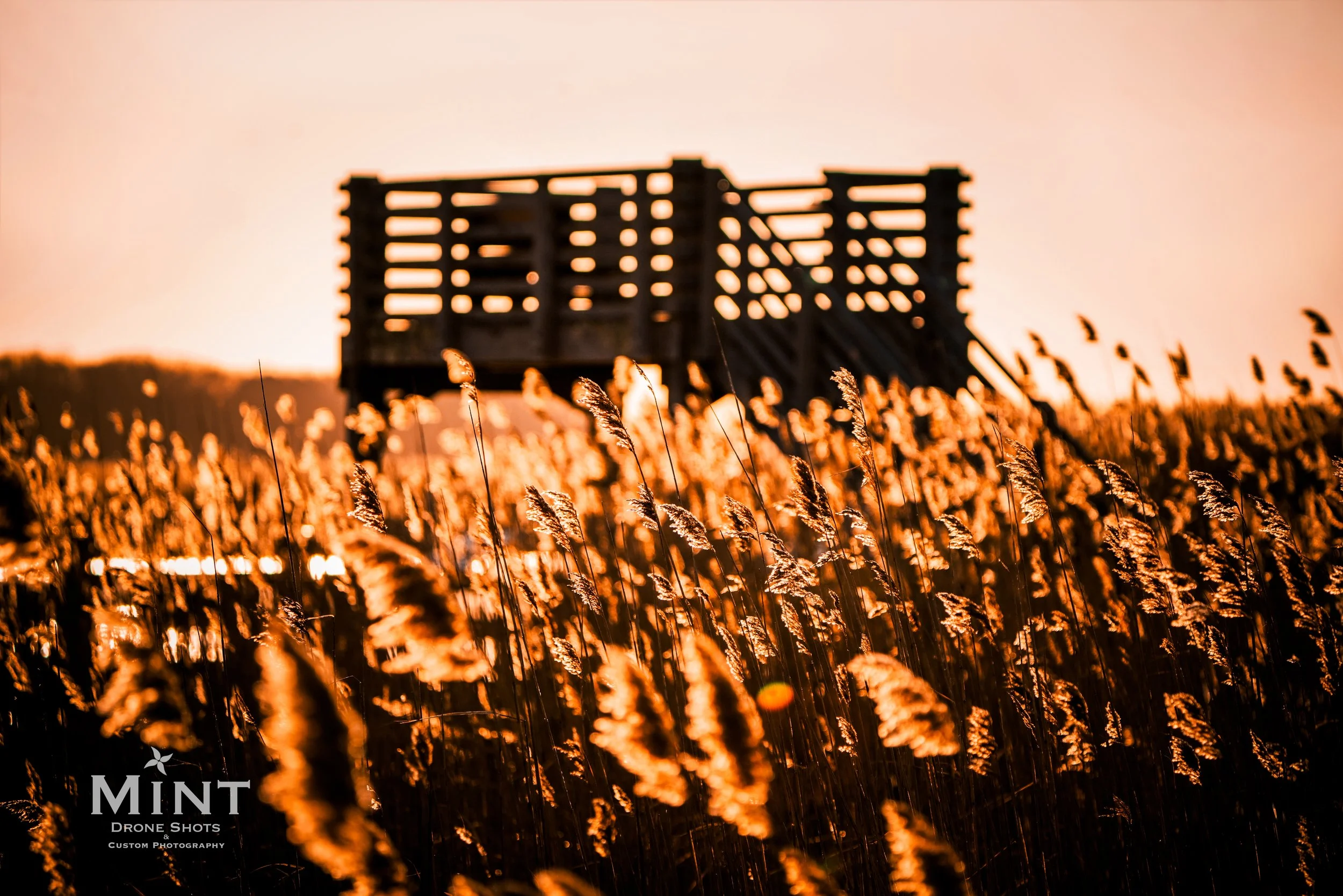 Sunset view of a wooden observation platform with tall grasses in the foreground, backlit by warm, golden sunlight.
