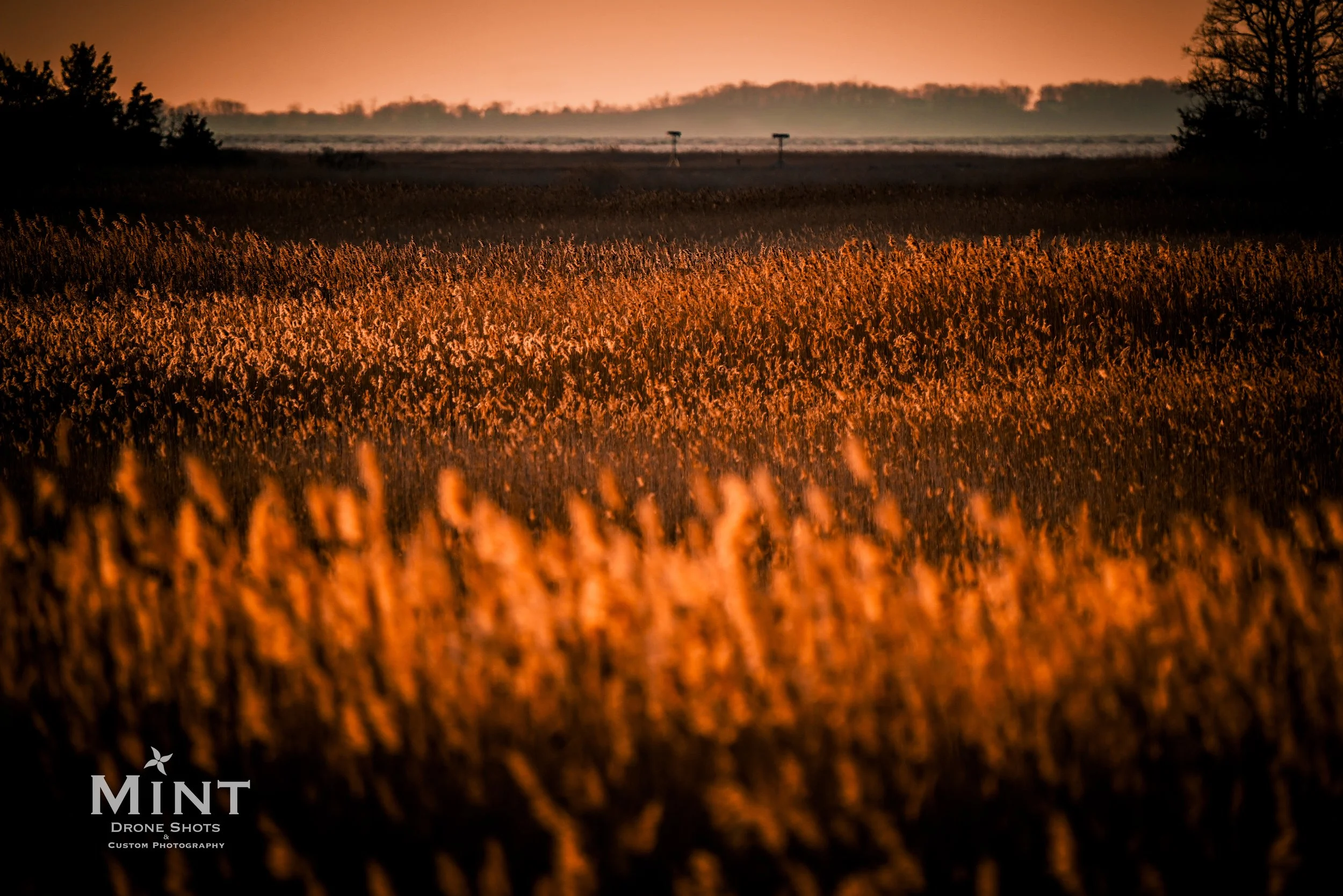 Field of tall grass during sunset with warm golden light, distant trees on the horizon, and a clear sky