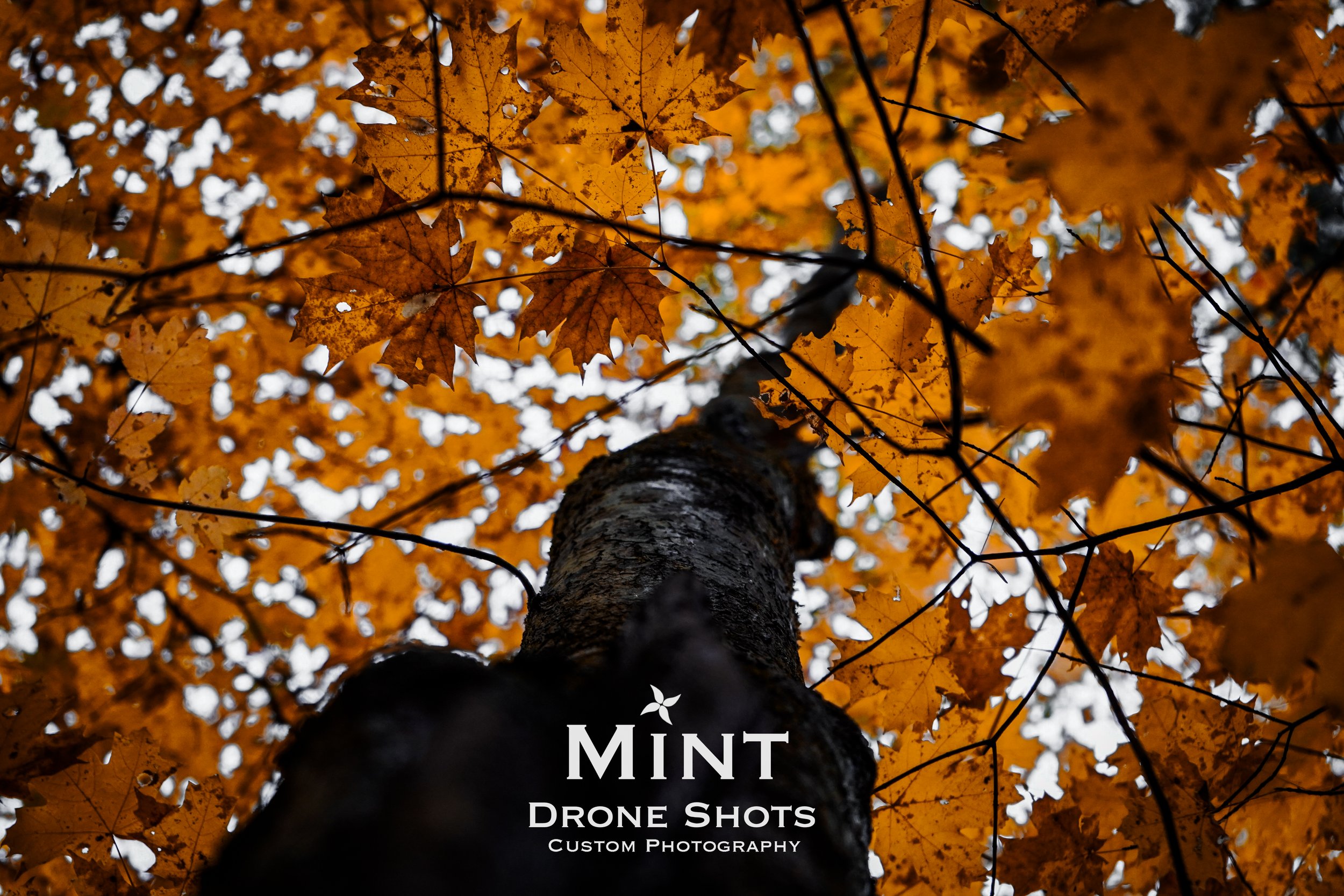 View of autumn leaves on a tree from below, with orange and yellow foliage. "Mint Drone Shots Custom Photography" is visible at the bottom.