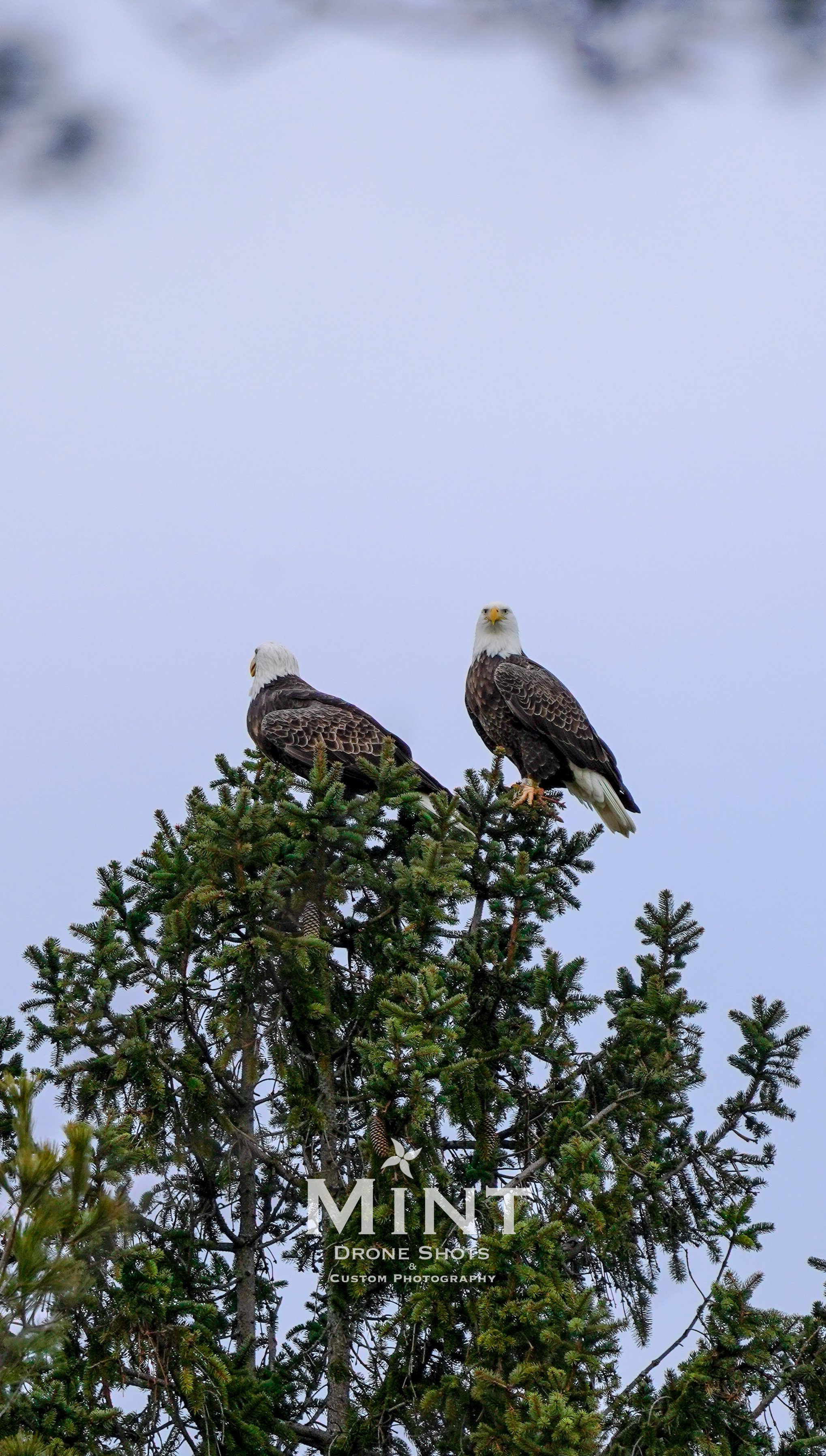 Two bald eagles perched on a pine tree.