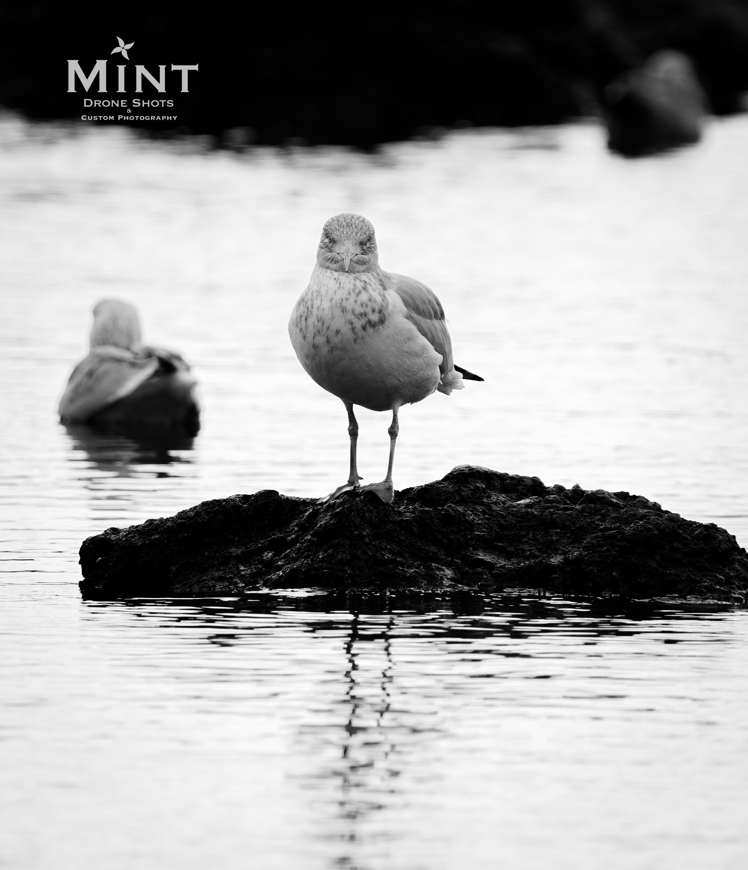 Black and white image of a seagull standing on a rock in water, with another bird in the background. The photo features a reflective water surface and is branded MINT Drone Shots Custom Photography.