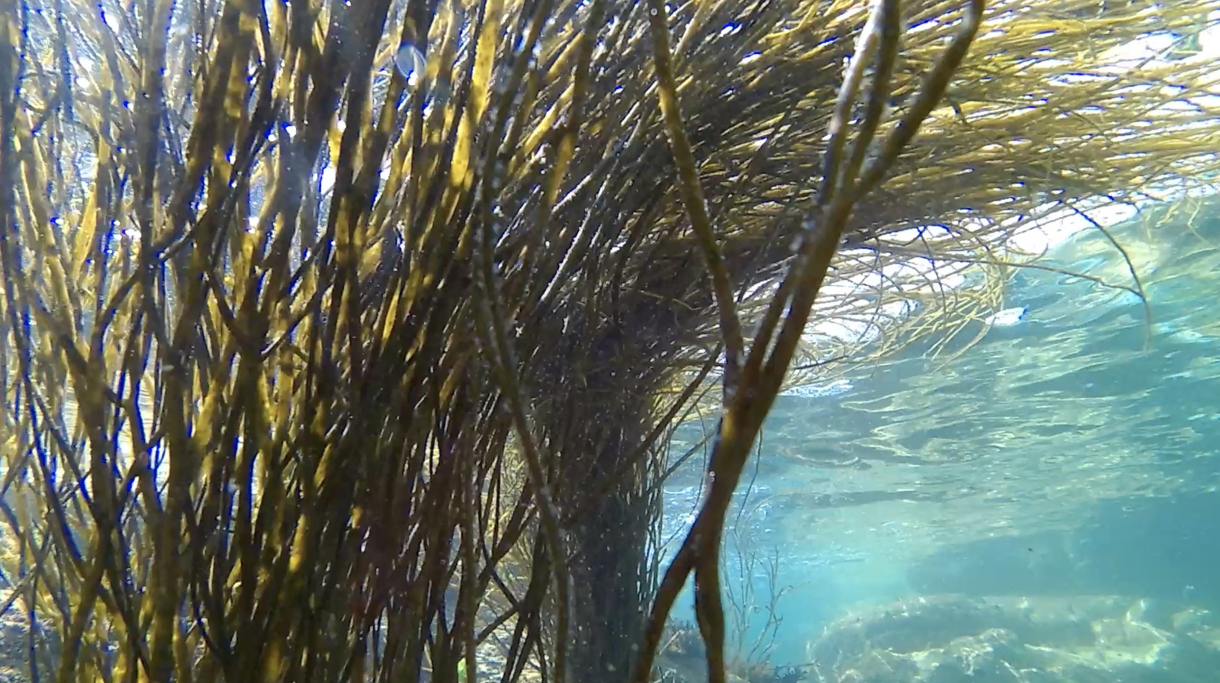 Celebrating the history of seaweed gathering on Scilly