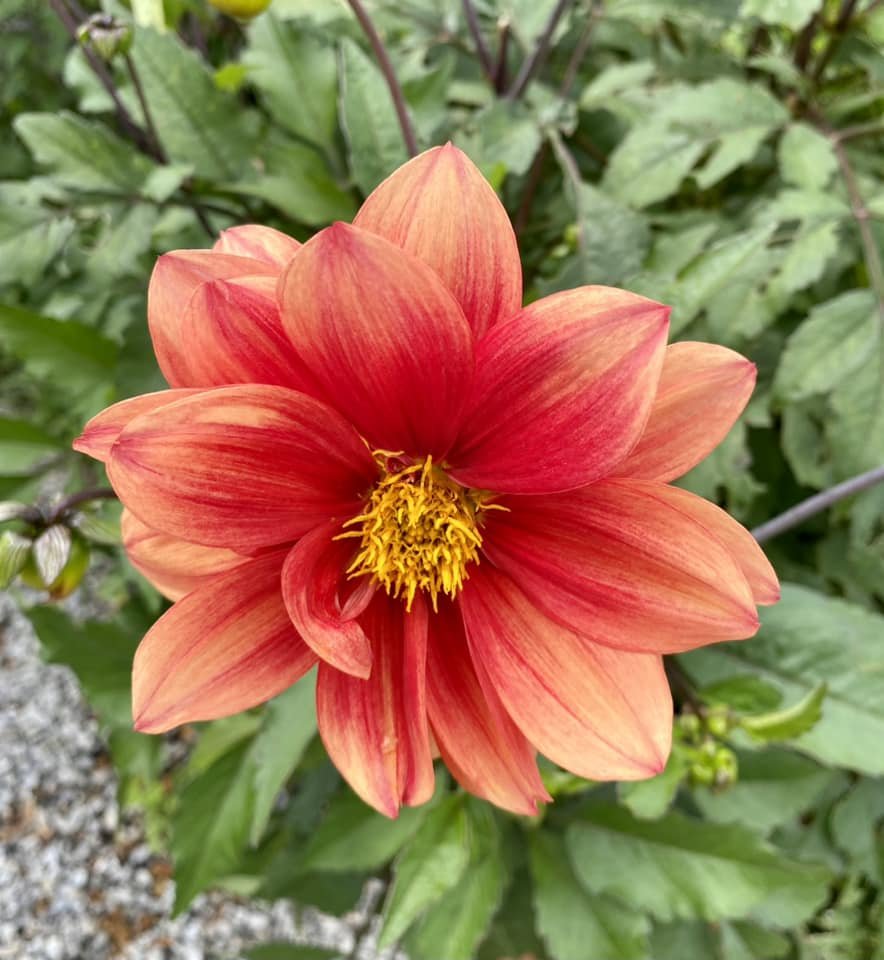 peach and red dahlia.jpg