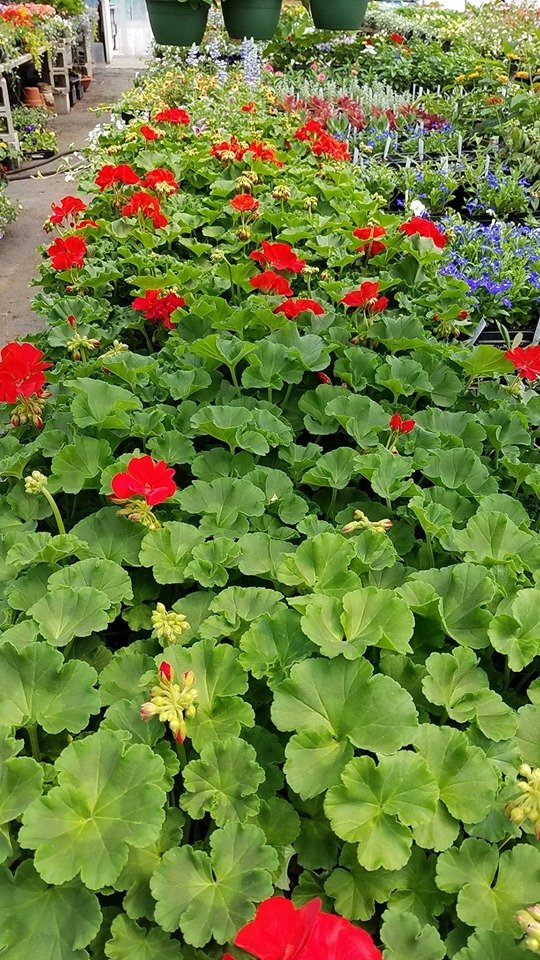 red geraniums just starting to peek.jpg