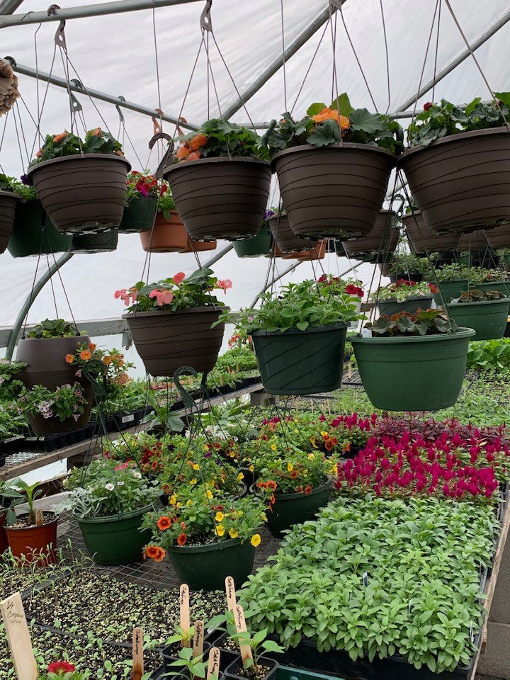 Pots of begonias peeking over edges.jpg