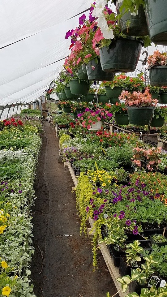 rows of window box fillers too.jpg