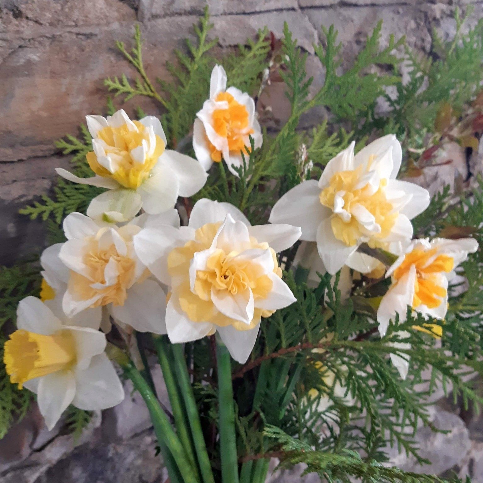 Spring flower subscriptions are coming soon!
My flowers are grown locally and hand picked for your enjoyment. Bouquets will include spring blooms, such as tulips, narcissus, allium, lupins, and iris. Whether you keep them for yourself or share them
