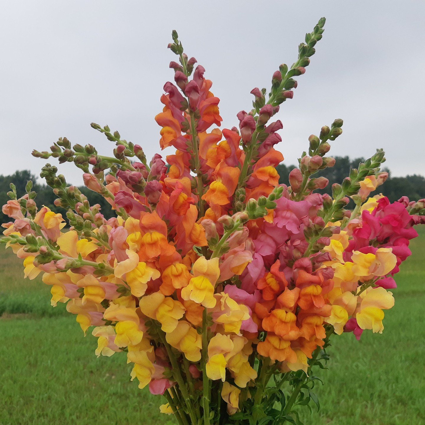 From seeds to blooms - how the flowers grow!
Growing a season full of flowers takes planning, patience, and a lot of hard work! Here's a little bit about how I grow from seed to blooms, using organic and low-waste methods.
~ All my flowers are grown