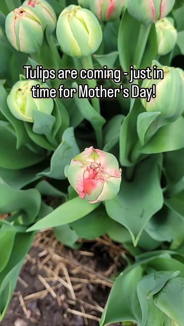 Beautiful double tulips are coming for Mother's Day 💕
#localflowers #flowerfarmer #freshflowers #farmerflorist #flowersubscription