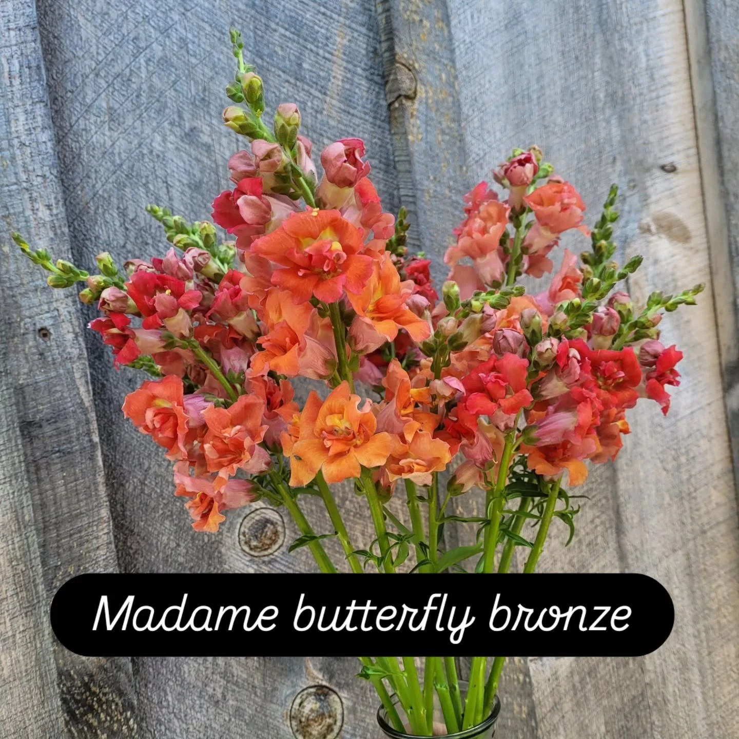Snapdragons are finally blooming! These seeds were started on February 23 and 130 days later we have beautiful flowers!
These will be featured in my subscription bouquets this week and more colours will be blooming soon ❤️
