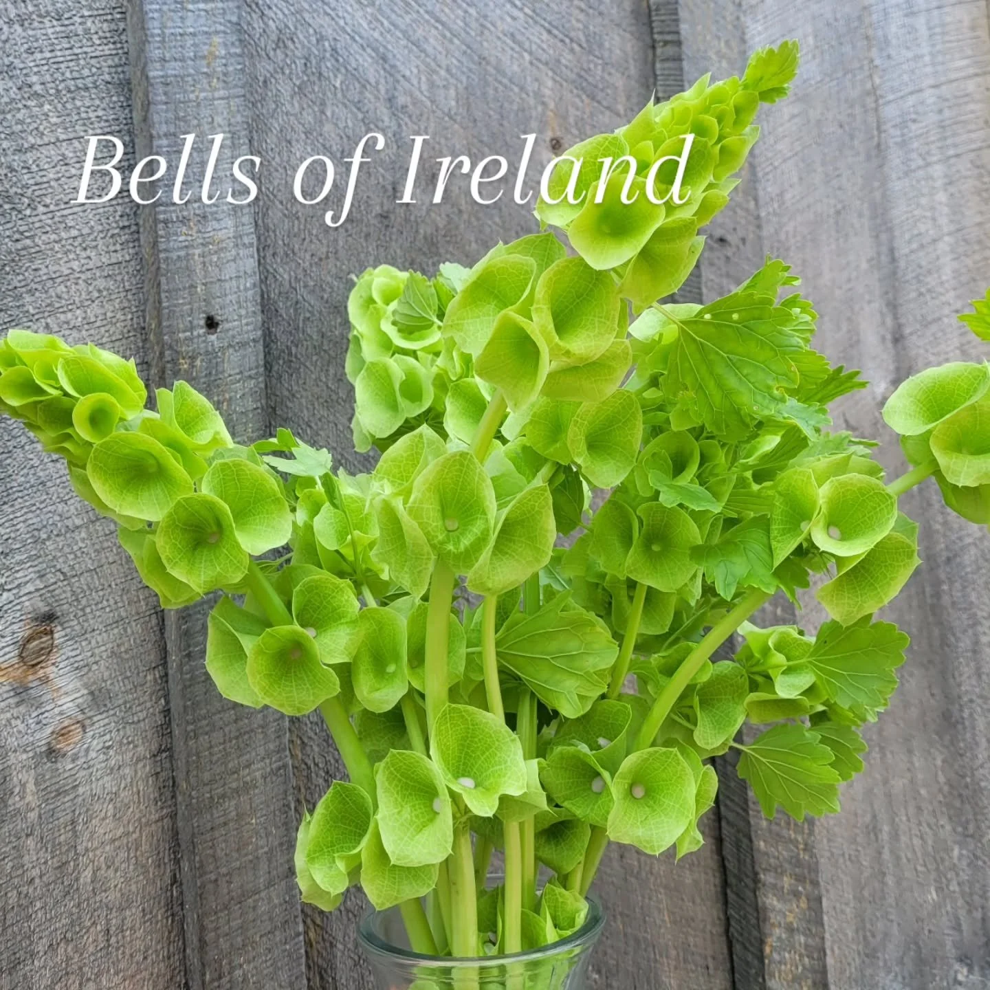 After a couple dissapointing years, my Bells of Ireland are fantastic!! They loved the cool, rainy spring and are now blooming their pretty little bells. They make a unique addition to my country garden style bouquets 💐
Bouquets and subscriptions