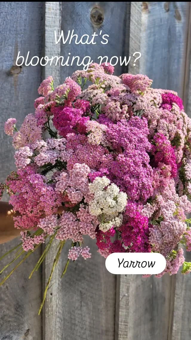 Summer flower are here and they are stunning!
My only trouble this week was choosing what to use for the subscription bouquets 😍
#localflowers #flowersubscription #flowerfarmer #freshflowers #farmerflorist #cutflowers #