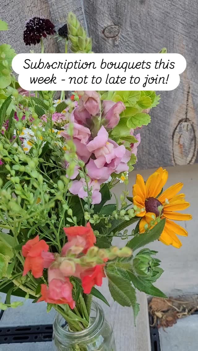 My subscribers get extra stems when I have an abundance of flowers - and that was certainly the case this week! Everything was so beautiful, I had to include at least one of everything. Join the summer of blooms now with my flower subscription - cho
