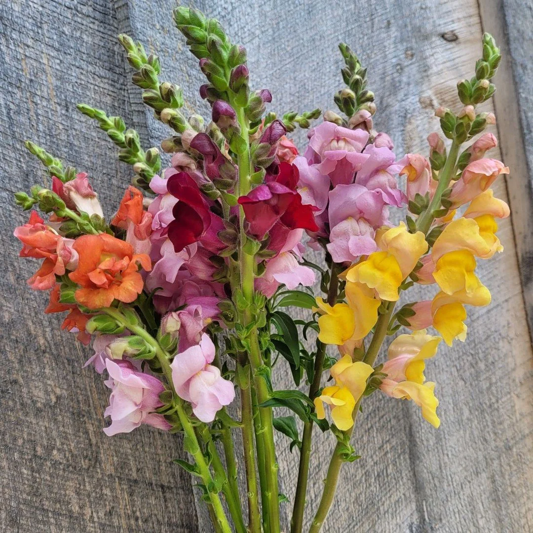 Snapdragons are blooming in abundance - bouquets available this week and next for $25