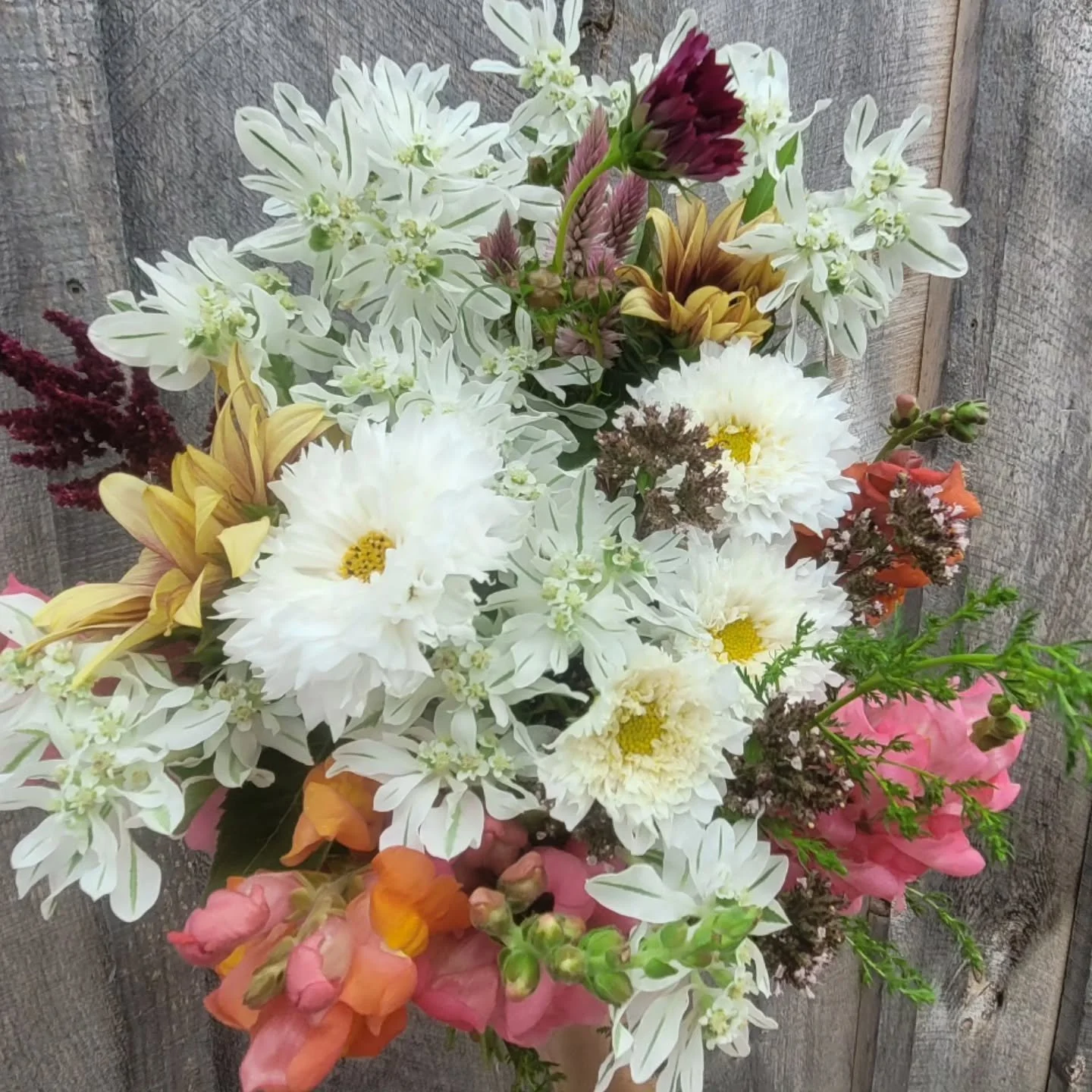 Summer just keeps going and the flowers are holding on beautifully! Second last week of the summer subscription brings sunflowers, cosmos, euphorbia, and (fall) snapdragons (3 weeks early 😬).