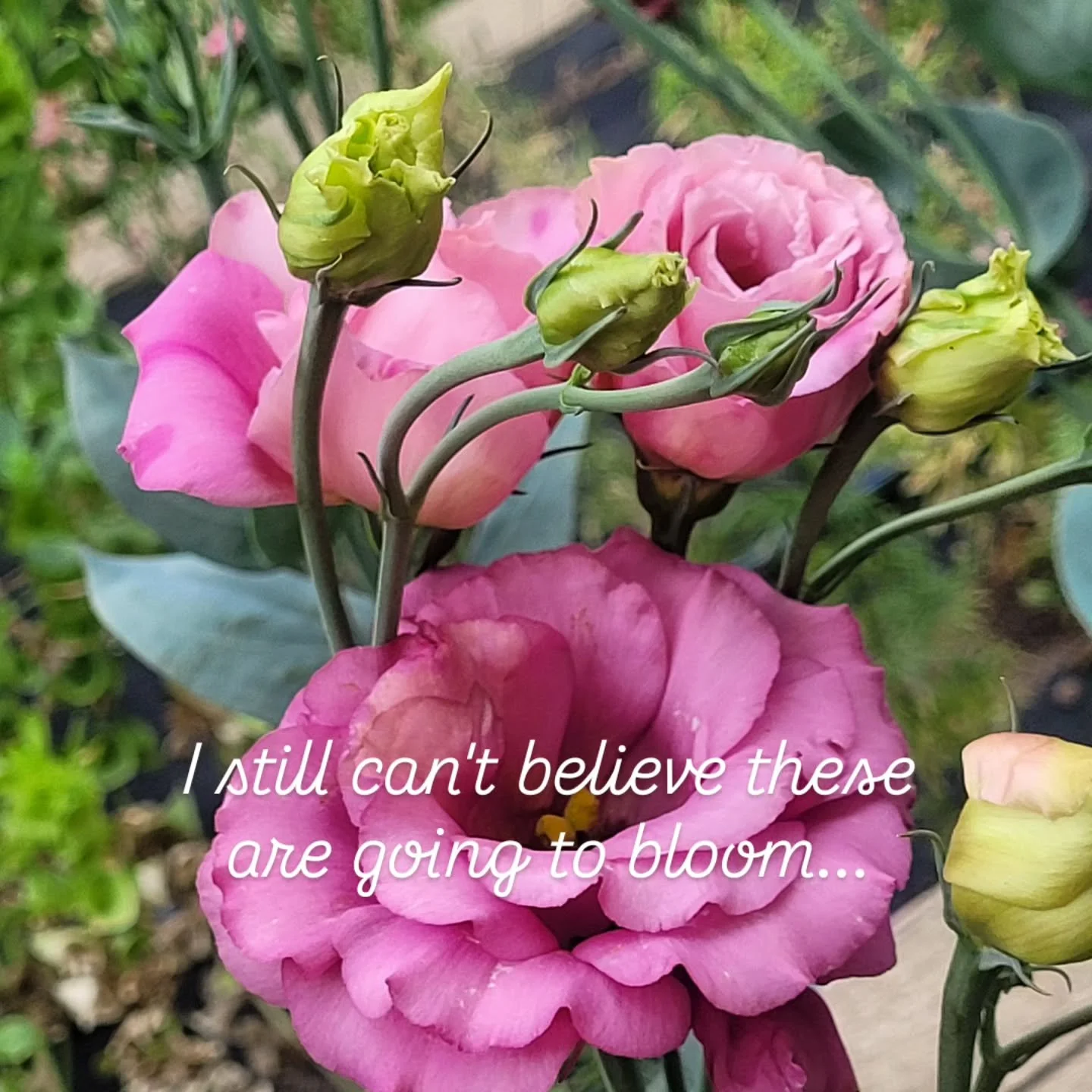 Lisianthus are coming!! I started these seeds in late January and was hoping for blooms by September - but they are getting close now! These are hard to start from seed, super slow to grow, and completely amazing when they bloom. I think they will be
