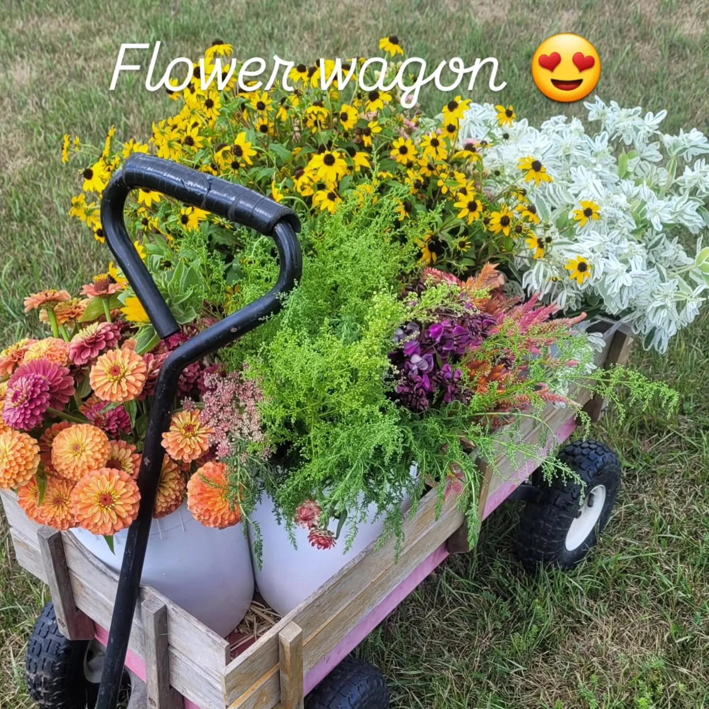 Filling the wagon with flowers for the LAST summer subscription bouquets! It's a little bitter-sweet but it's been a great season. Thank you to all my subscribers, spring, summer, and fall - your support keeps me going strong! (Especially when I'm re