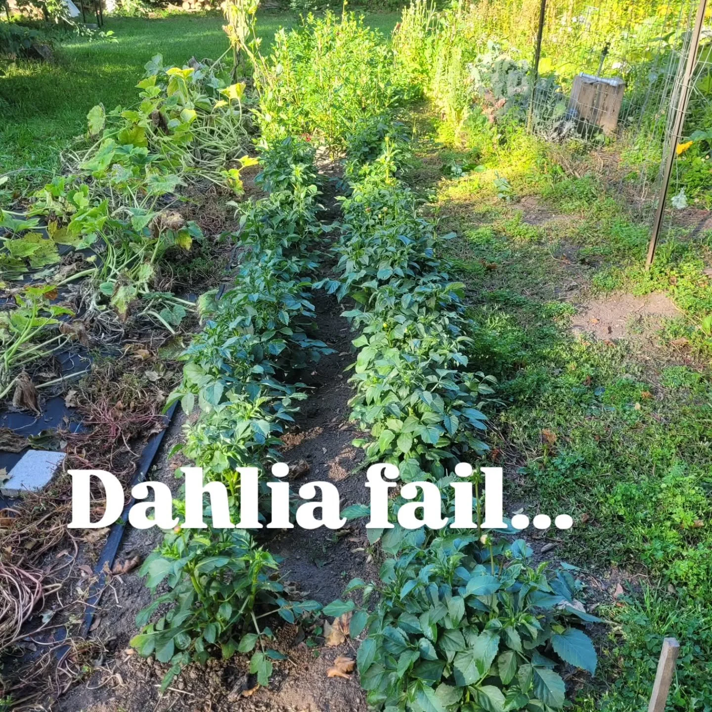 This row of dahlias is usually 5+ feet tall and covered with blooms. Not this year...they didn't like the intense heat and drought, even with watering. I've harvested a total of 10 usable blooms from this 4x40 ft row. So frustrating...
#dahlias